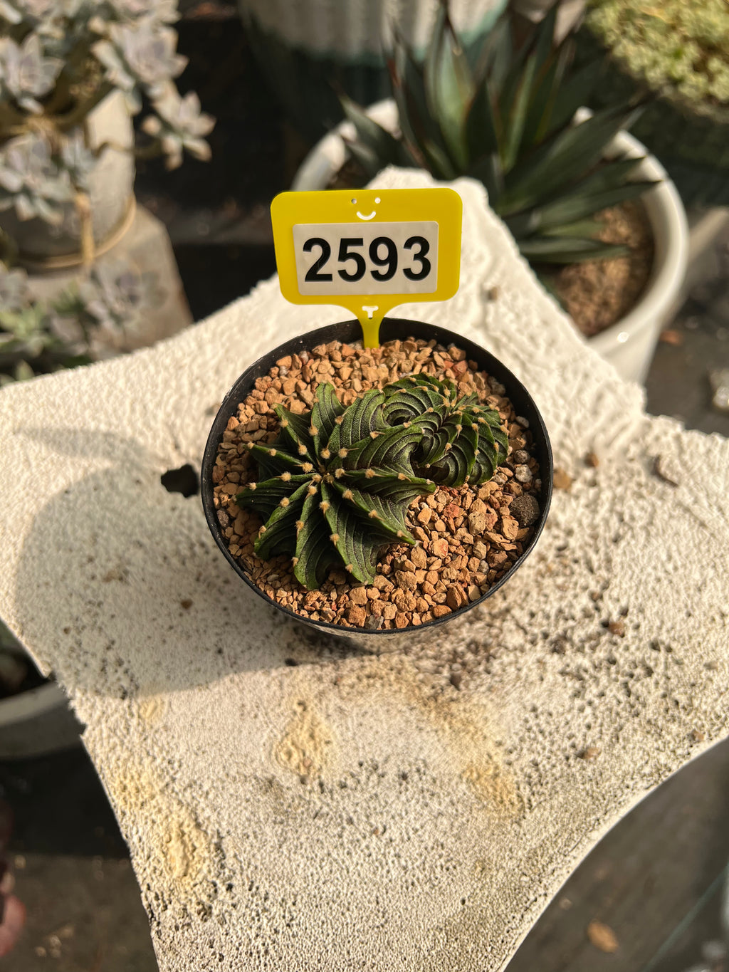 Gymnocalycium mihanovichii LB #2593