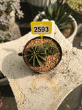 Gymnocalycium mihanovichii LB #2593