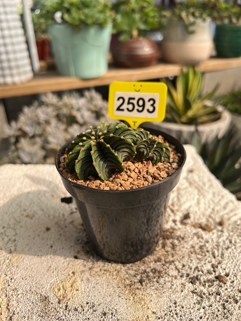 Gymnocalycium mihanovichii LB #2593