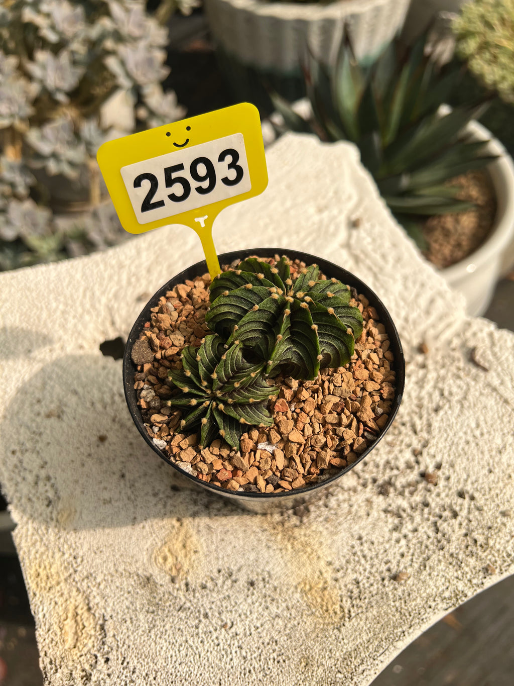 Gymnocalycium mihanovichii LB #2593