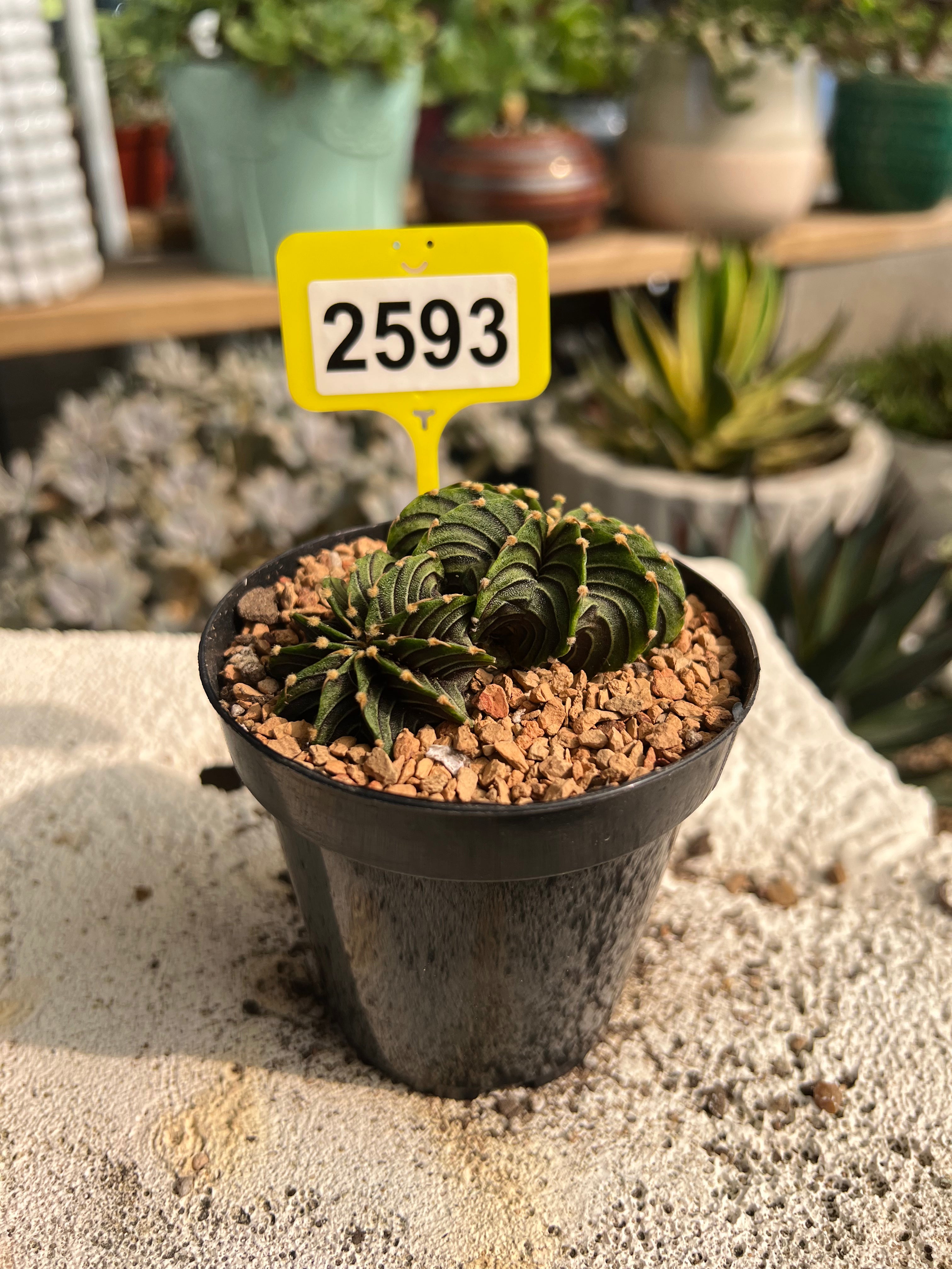 Gymnocalycium mihanovichii LB #2593