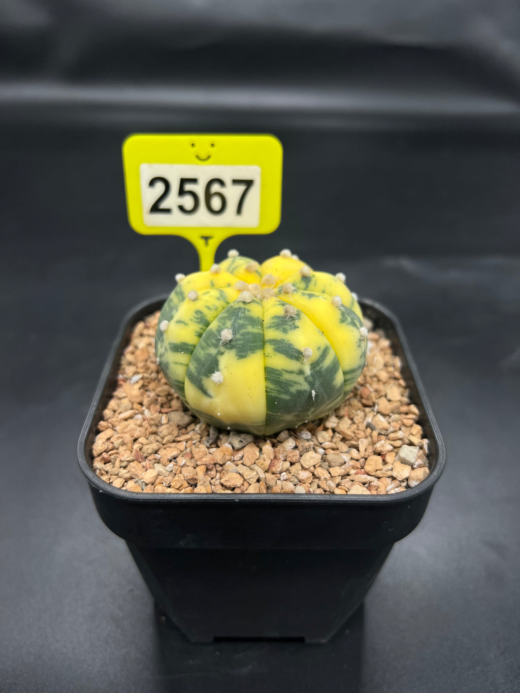 Variegated Astrophytum asterias #2567