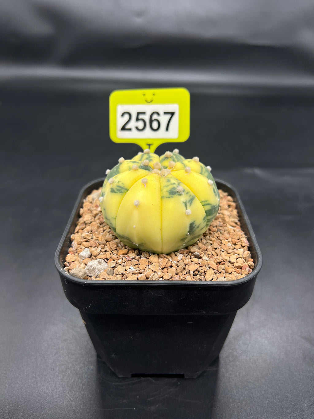 Variegated Astrophytum asterias #2567