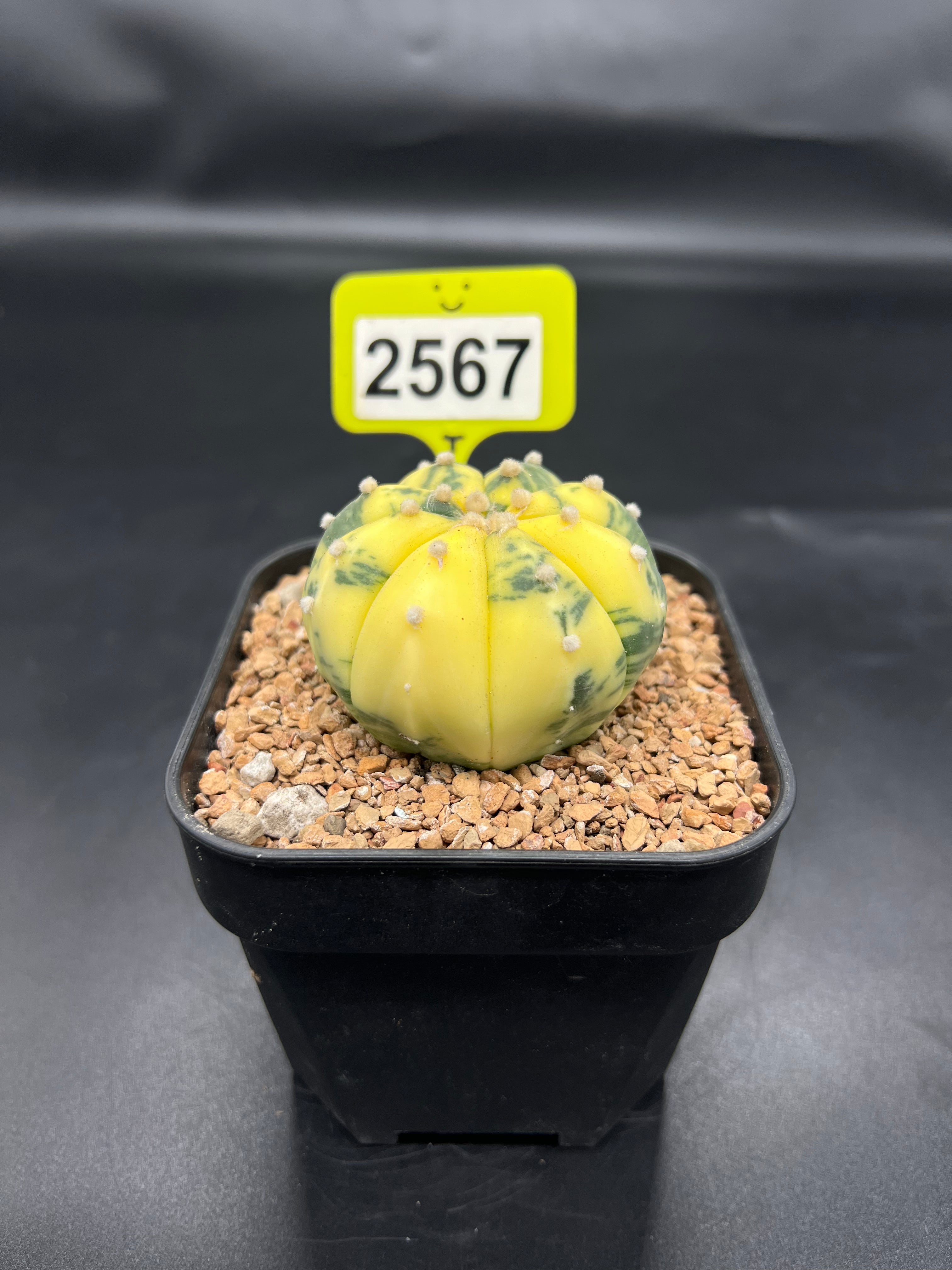Variegated Astrophytum asterias #2567