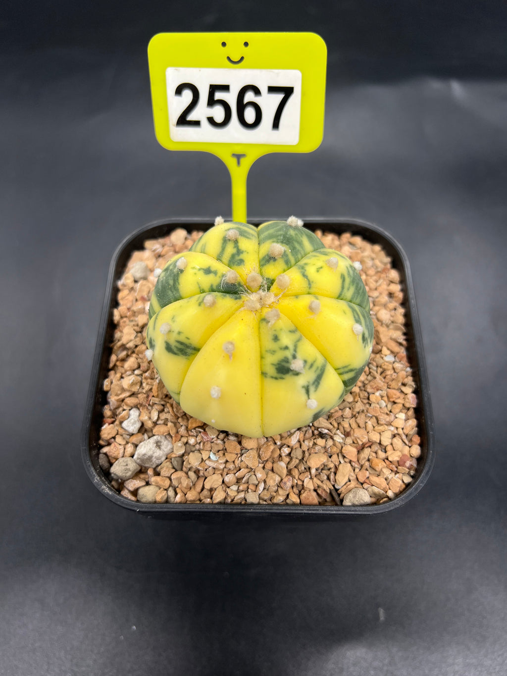Variegated Astrophytum asterias #2567