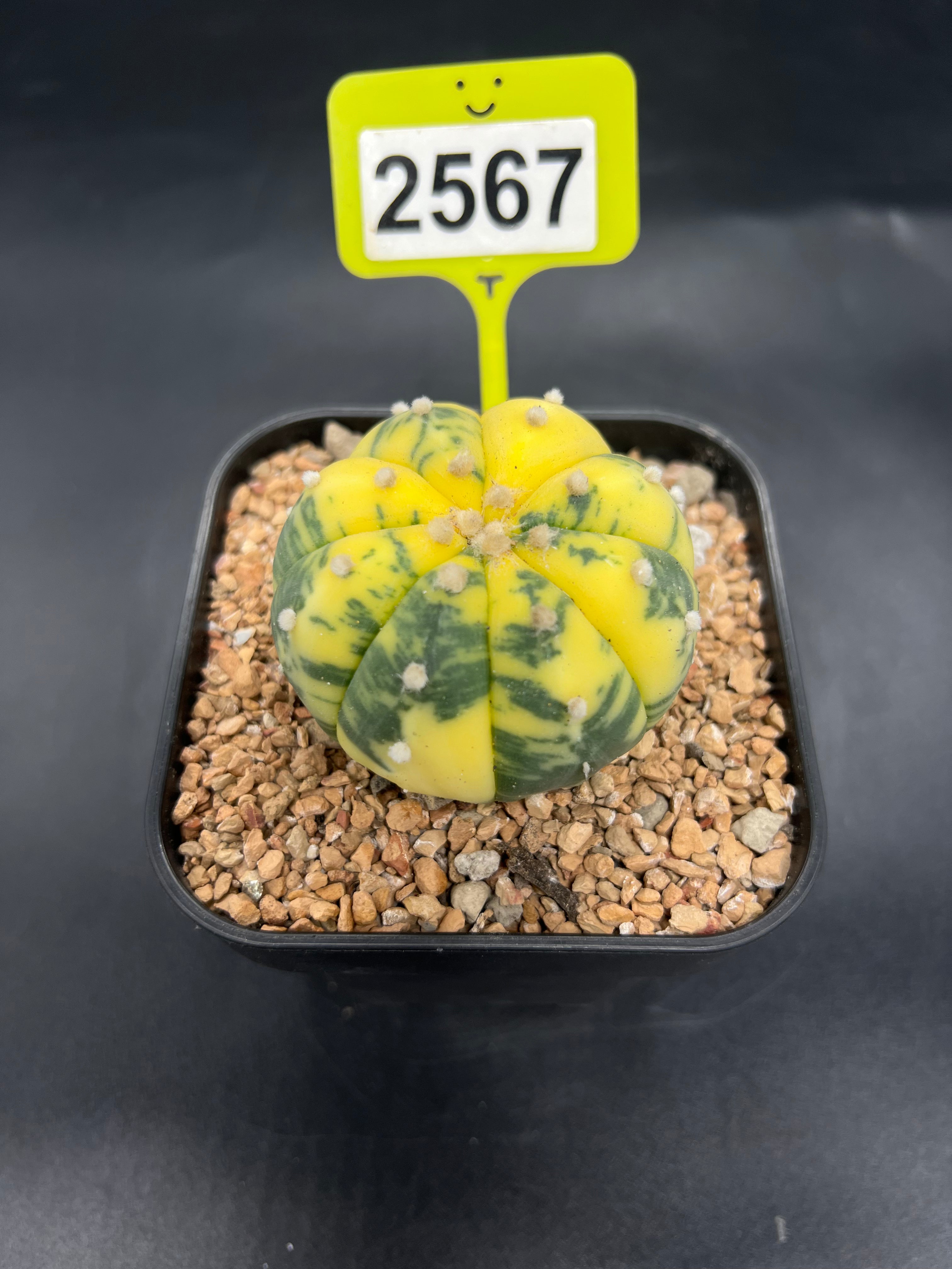 Variegated Astrophytum asterias #2567