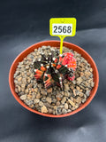 Variegated Gymnocalycium mihanovichii