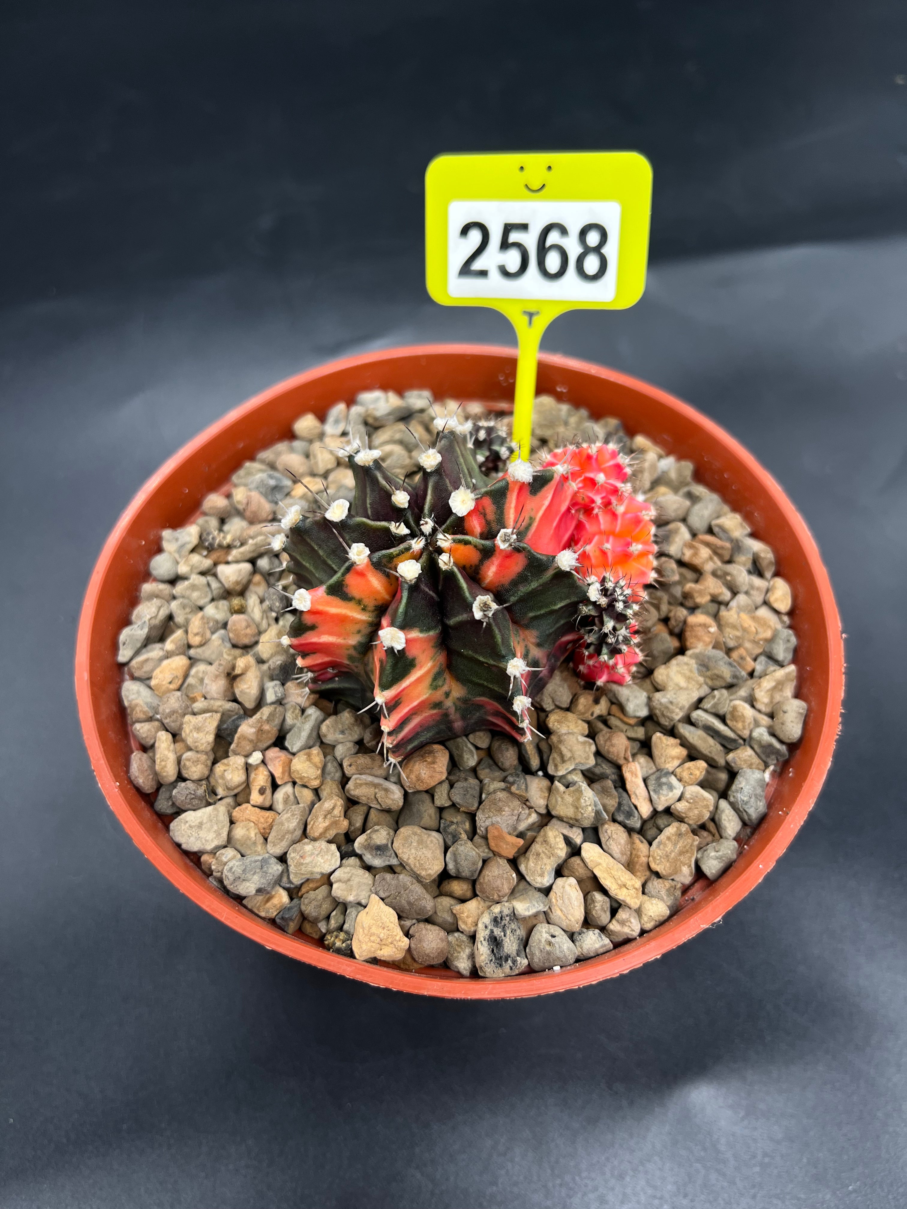 Variegated Gymnocalycium mihanovichii
