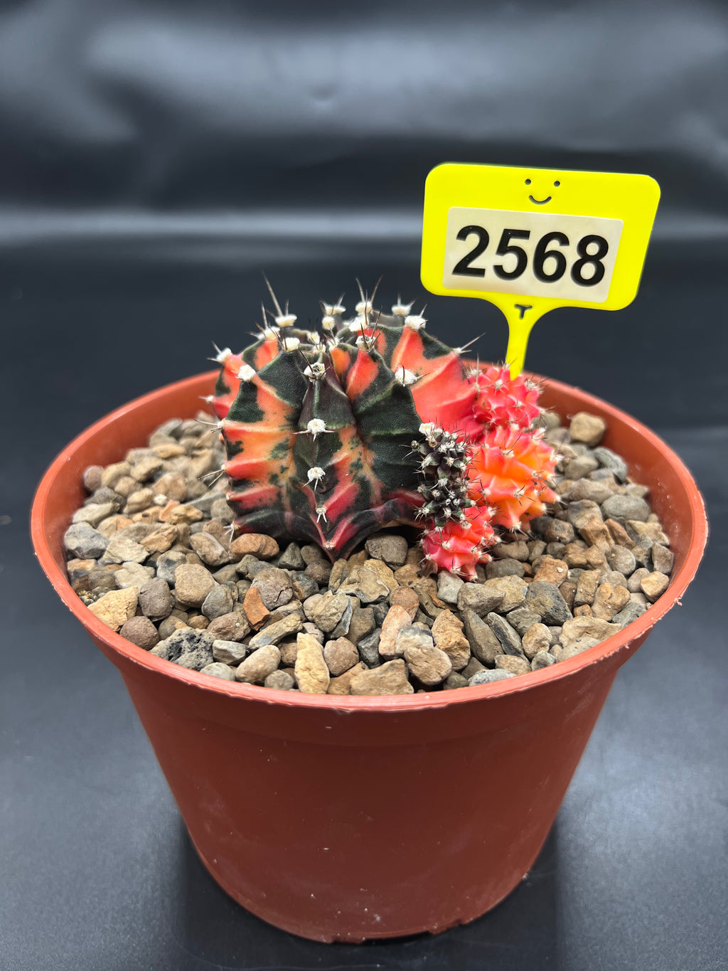 Variegated Gymnocalycium mihanovichii