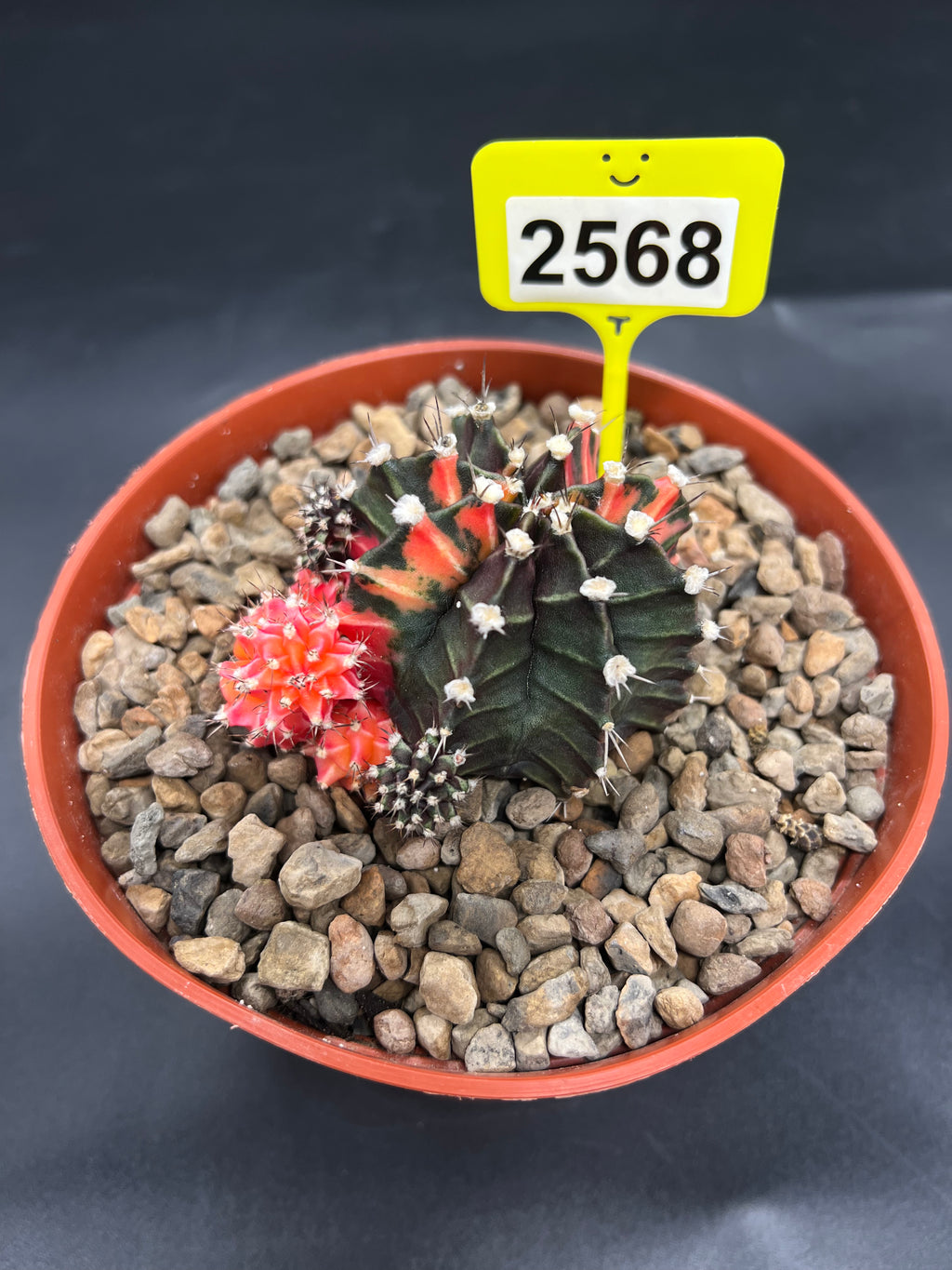 Variegated Gymnocalycium mihanovichii