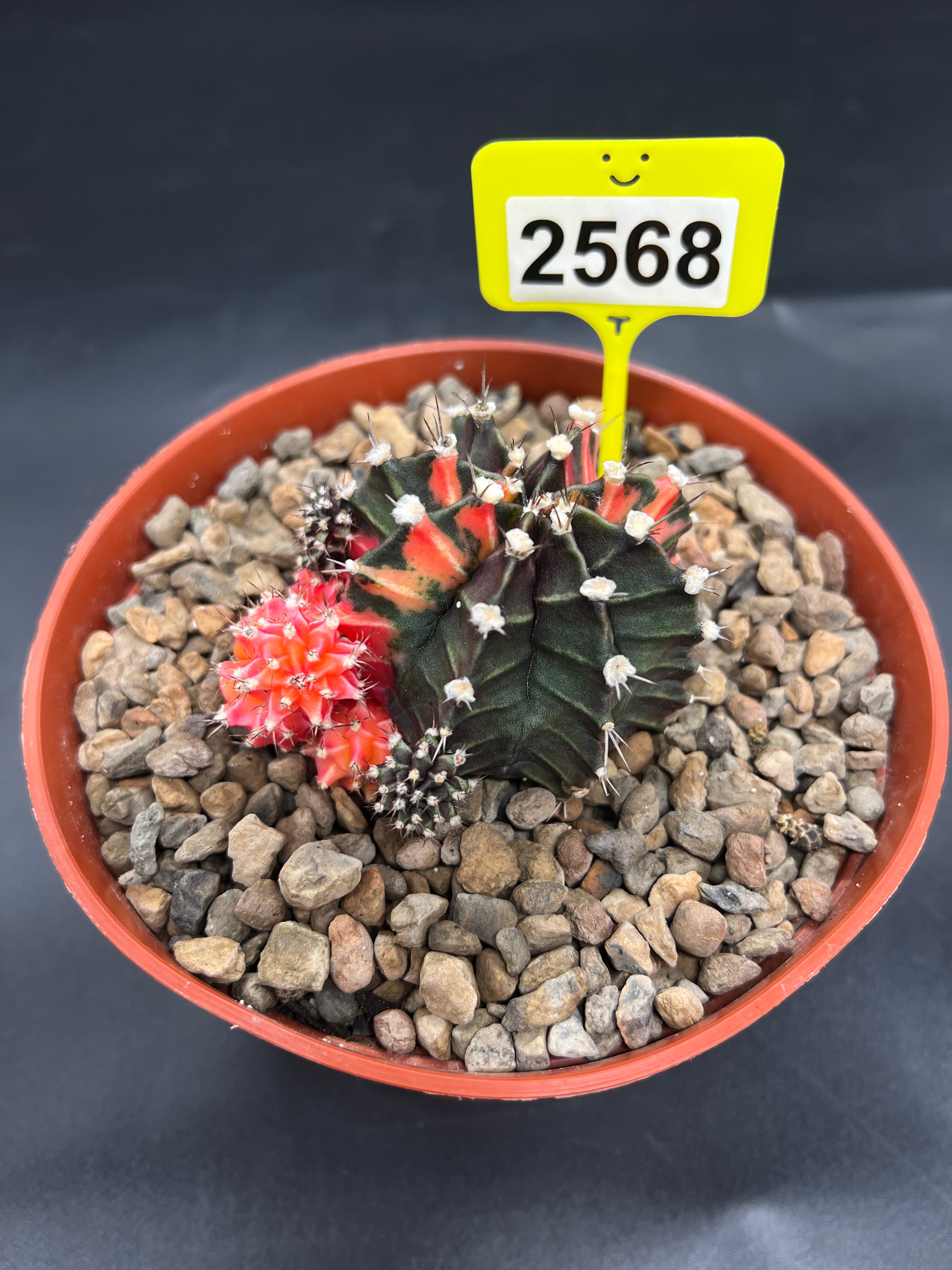 Variegated Gymnocalycium mihanovichii