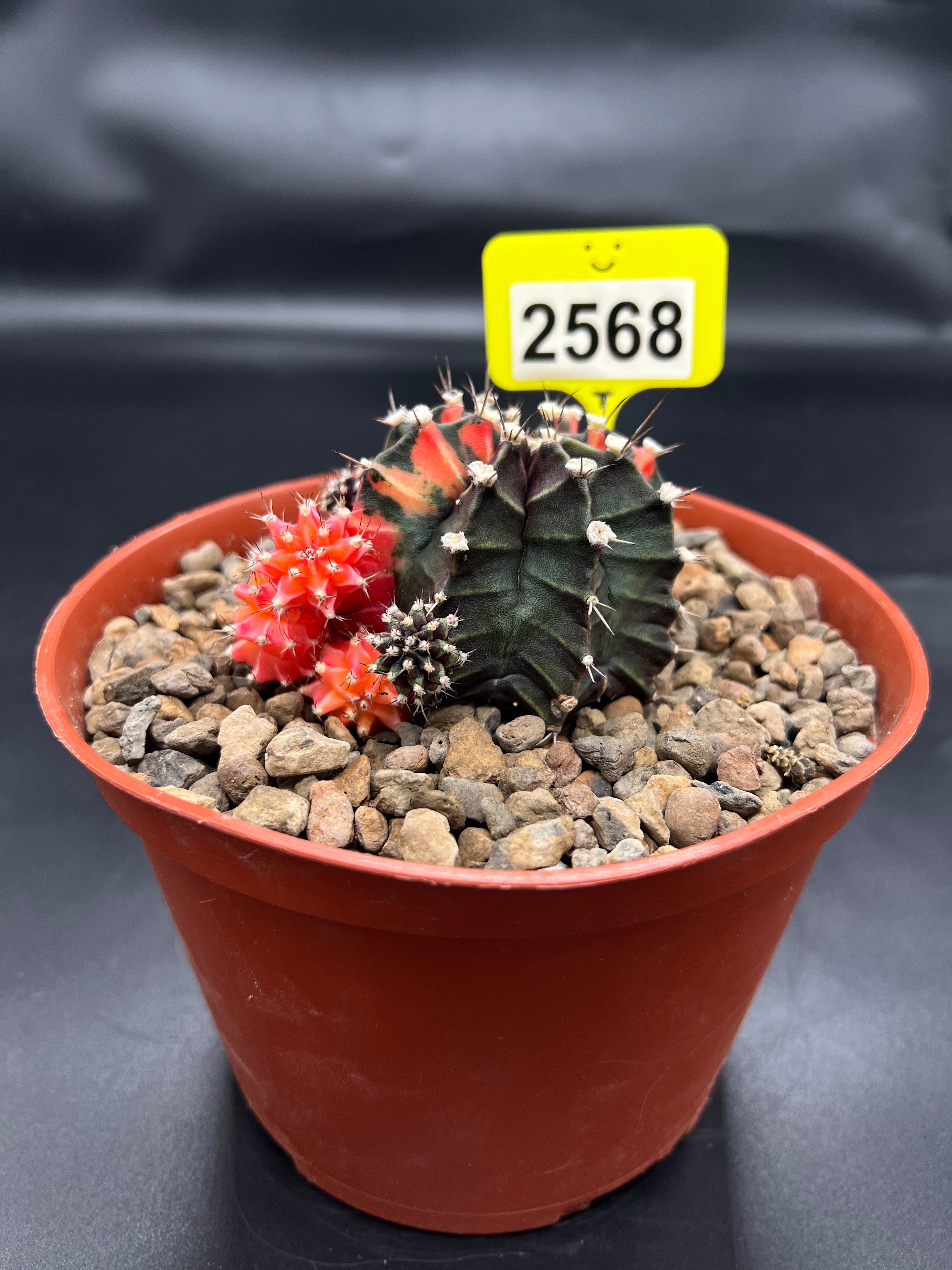 Variegated Gymnocalycium mihanovichii