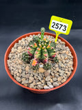 Variegated Gymnocalycium mihanovichii #2573