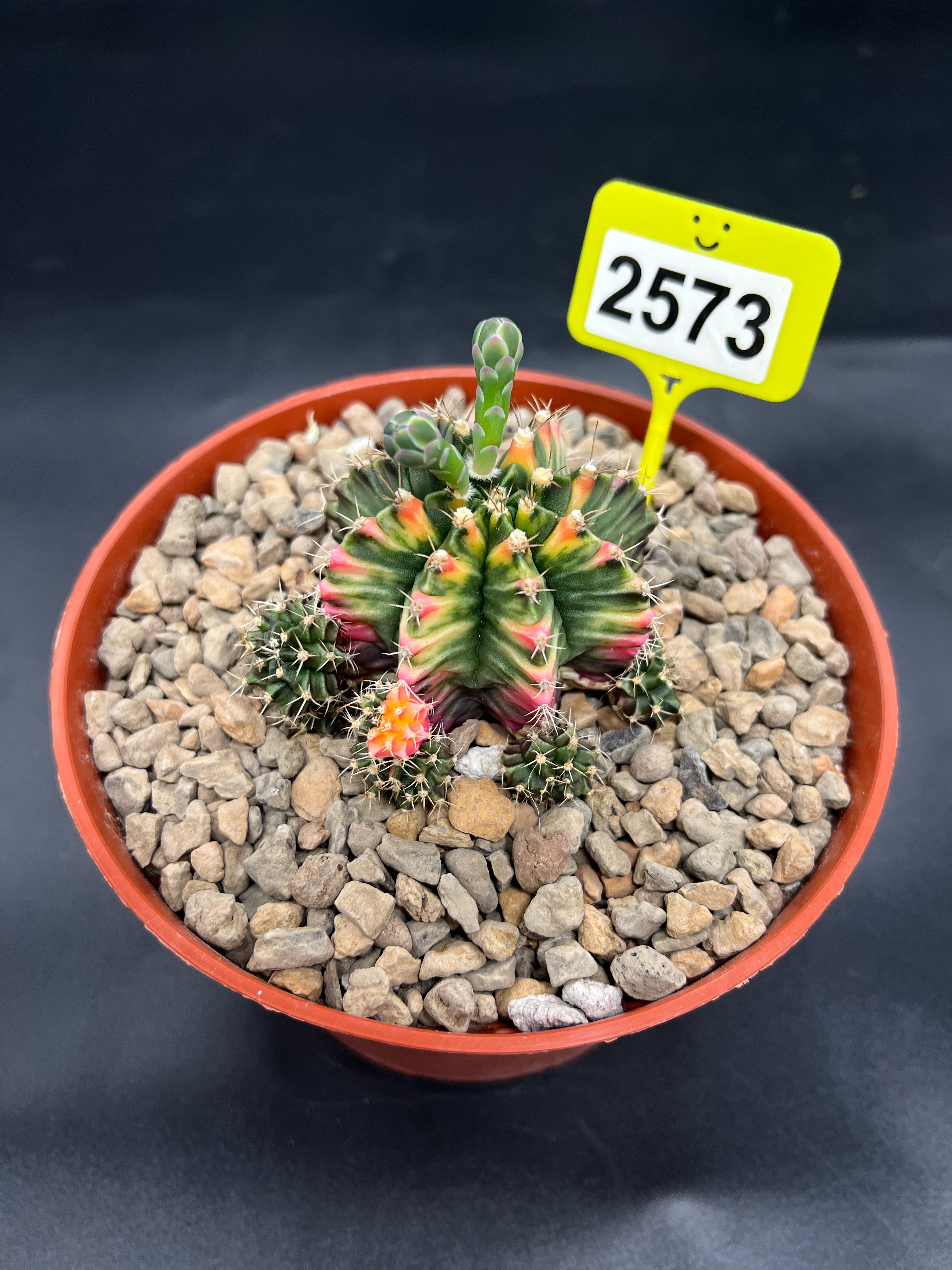 Variegated Gymnocalycium mihanovichii #2573