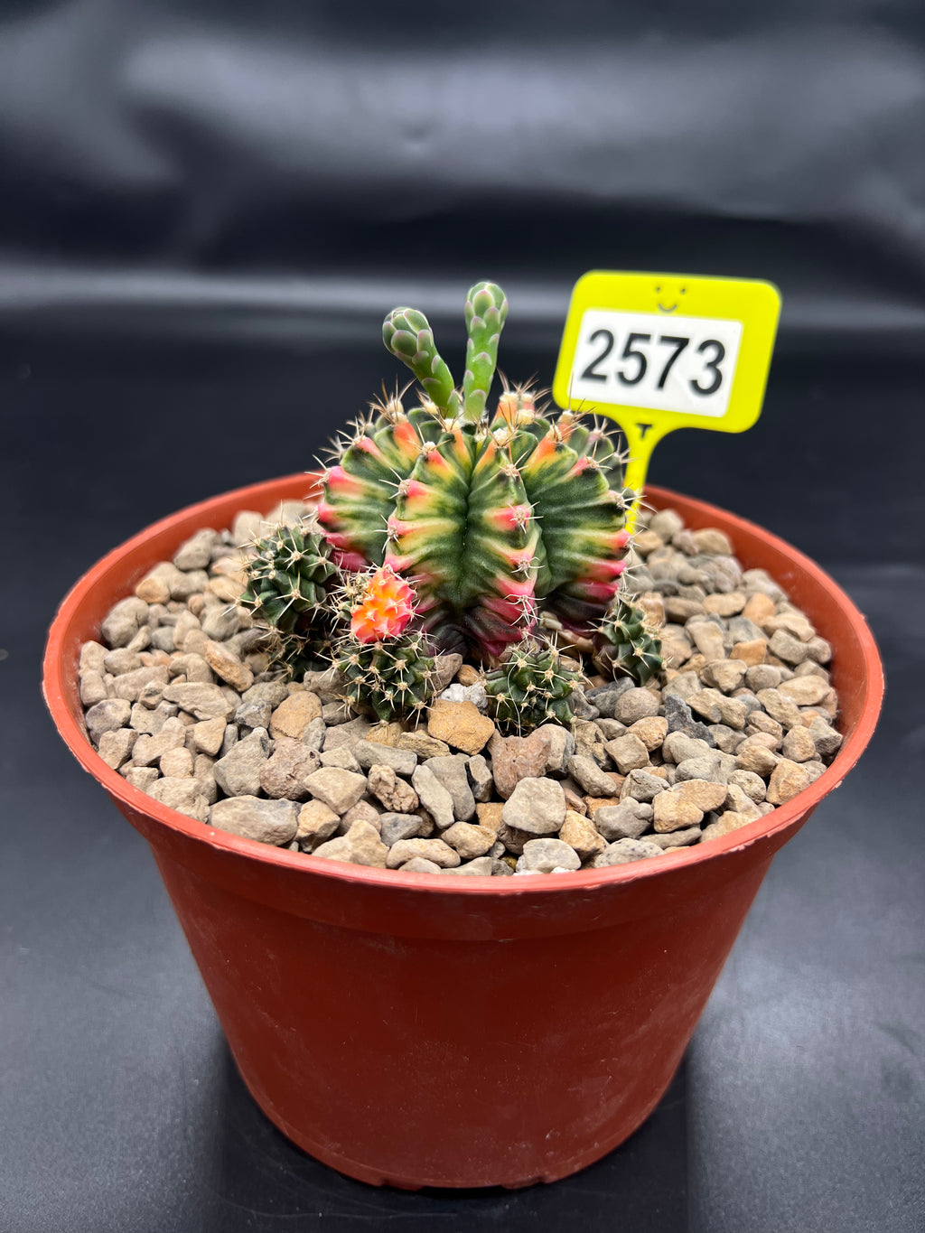 Variegated Gymnocalycium mihanovichii #2573