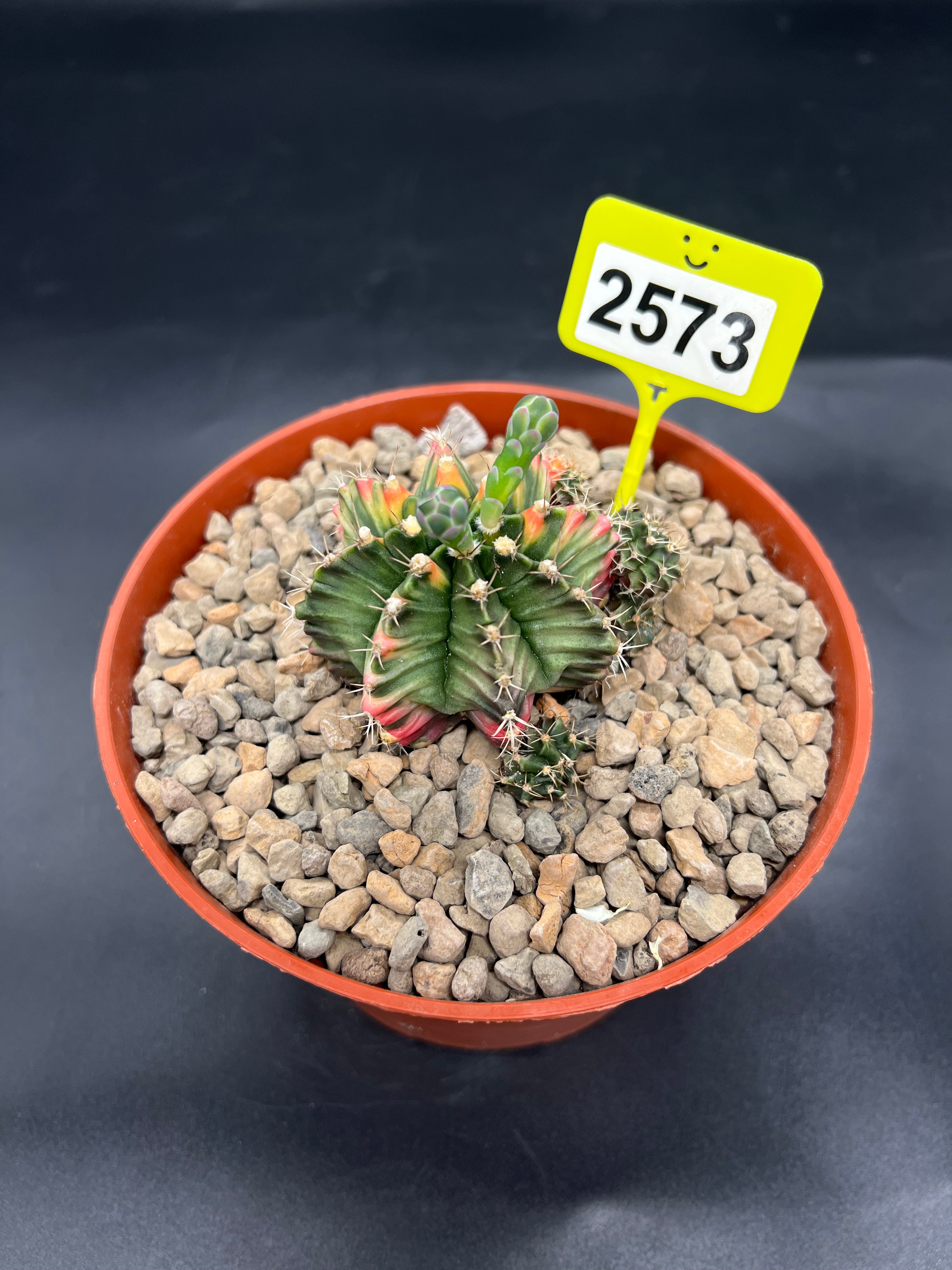 Variegated Gymnocalycium mihanovichii #2573