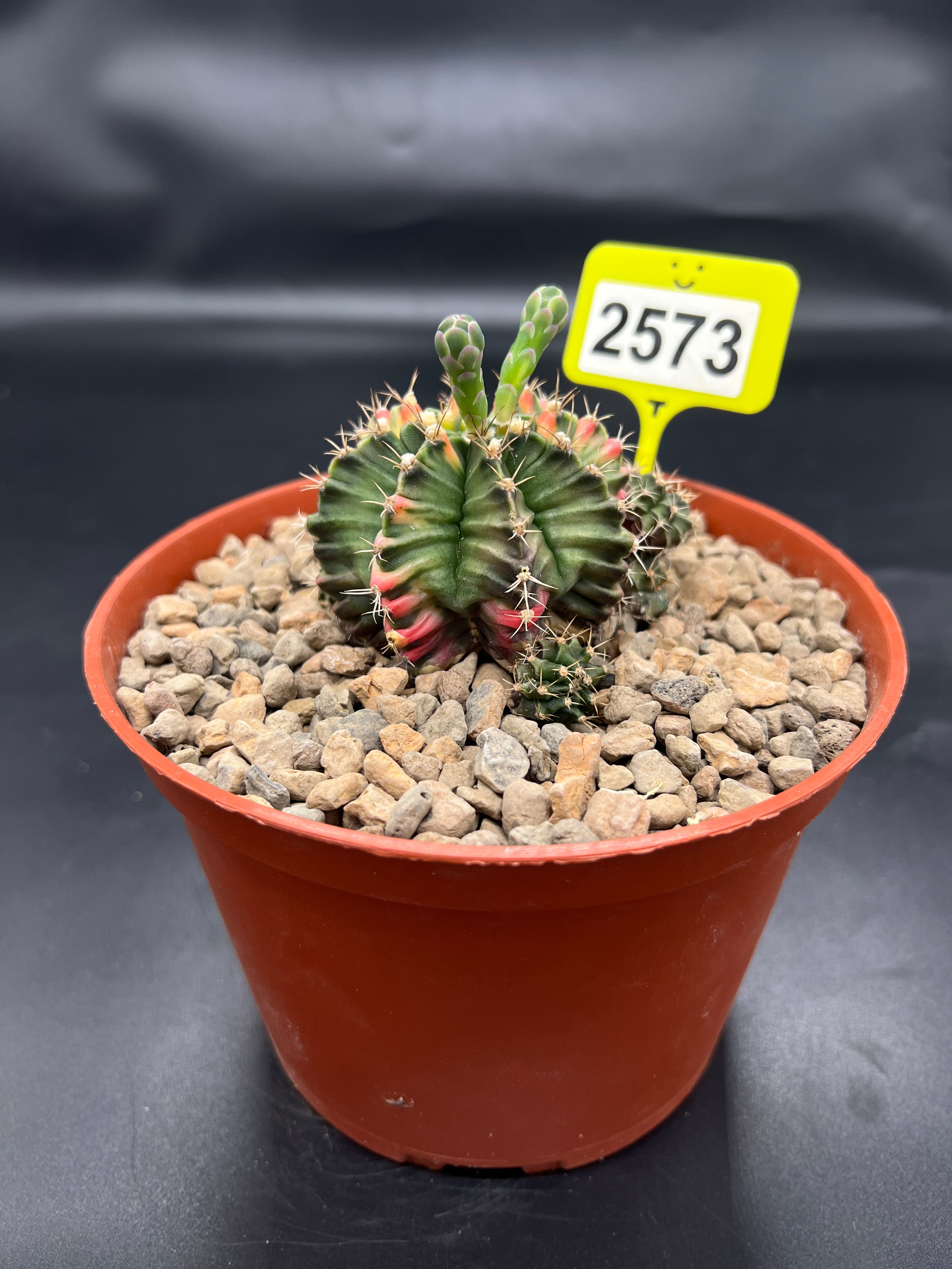 Variegated Gymnocalycium mihanovichii #2573