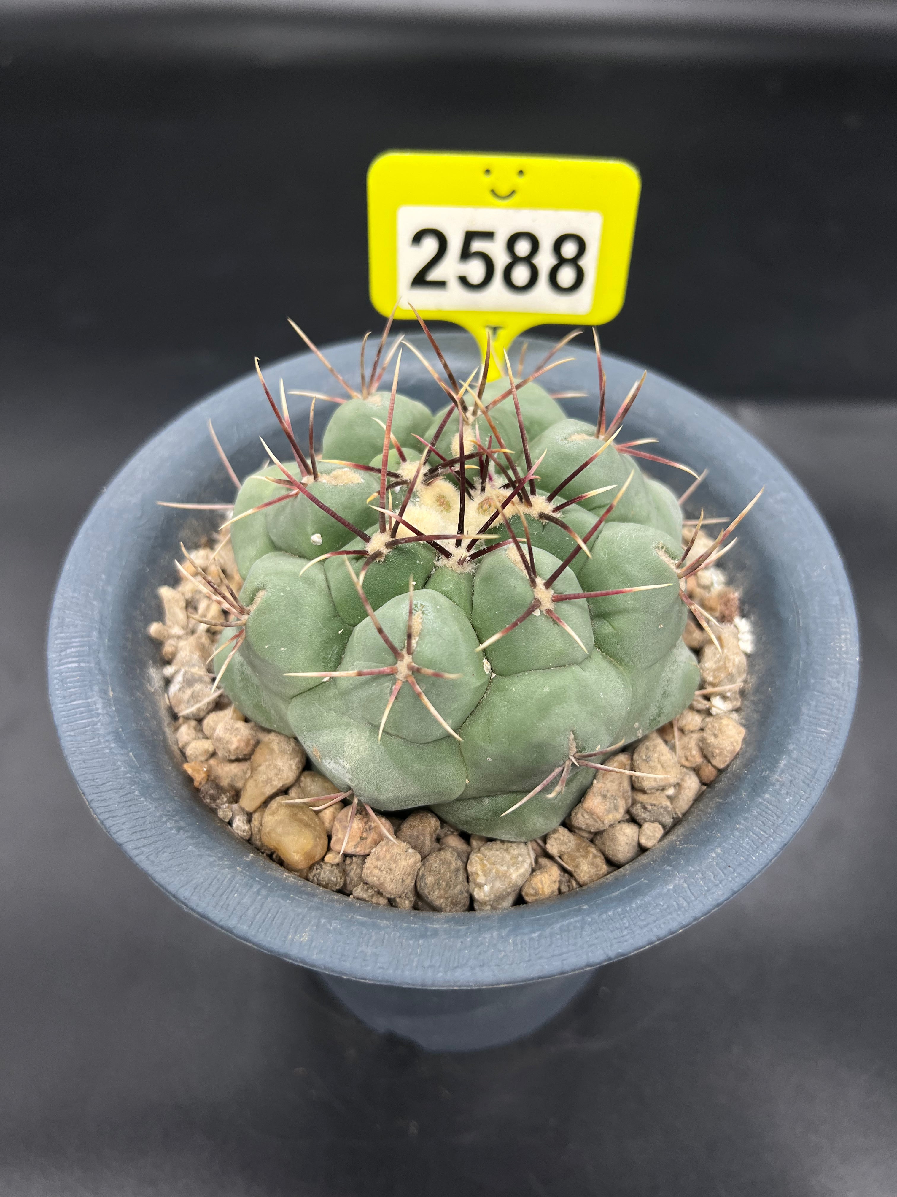 Thelocactus #2588