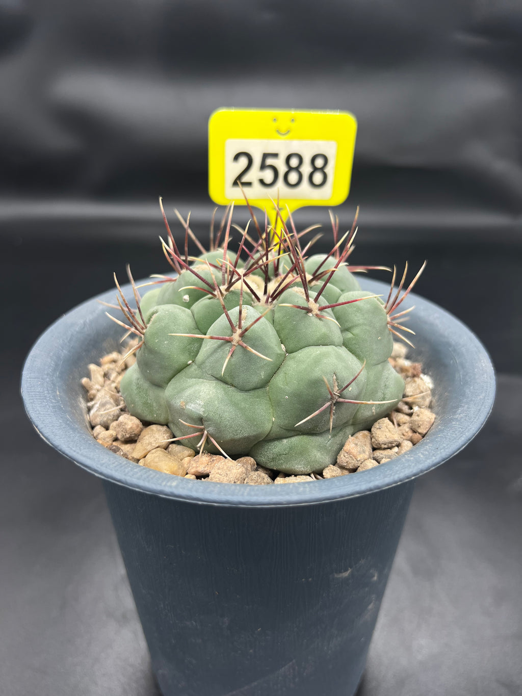 Thelocactus #2588