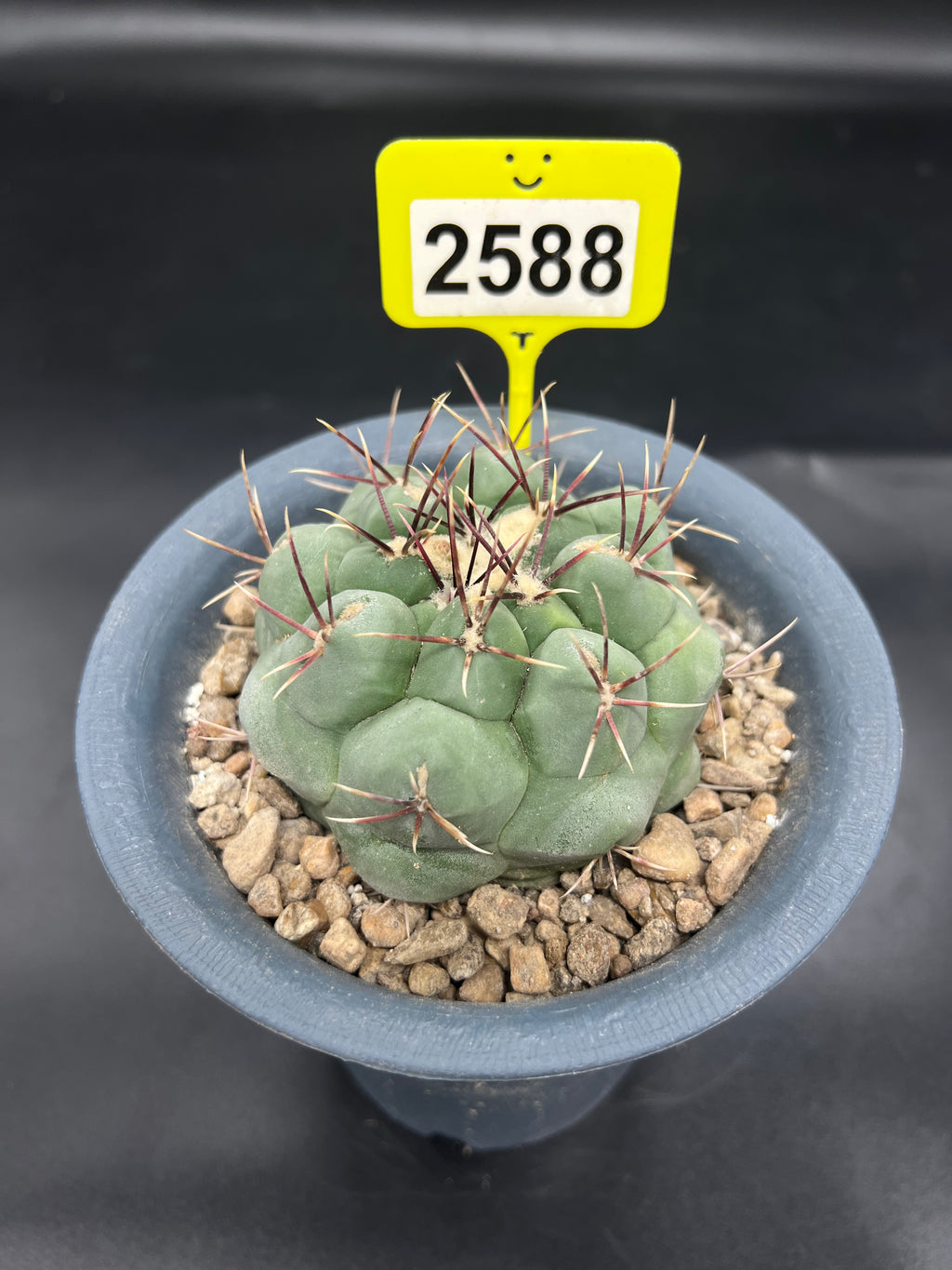 Thelocactus #2588