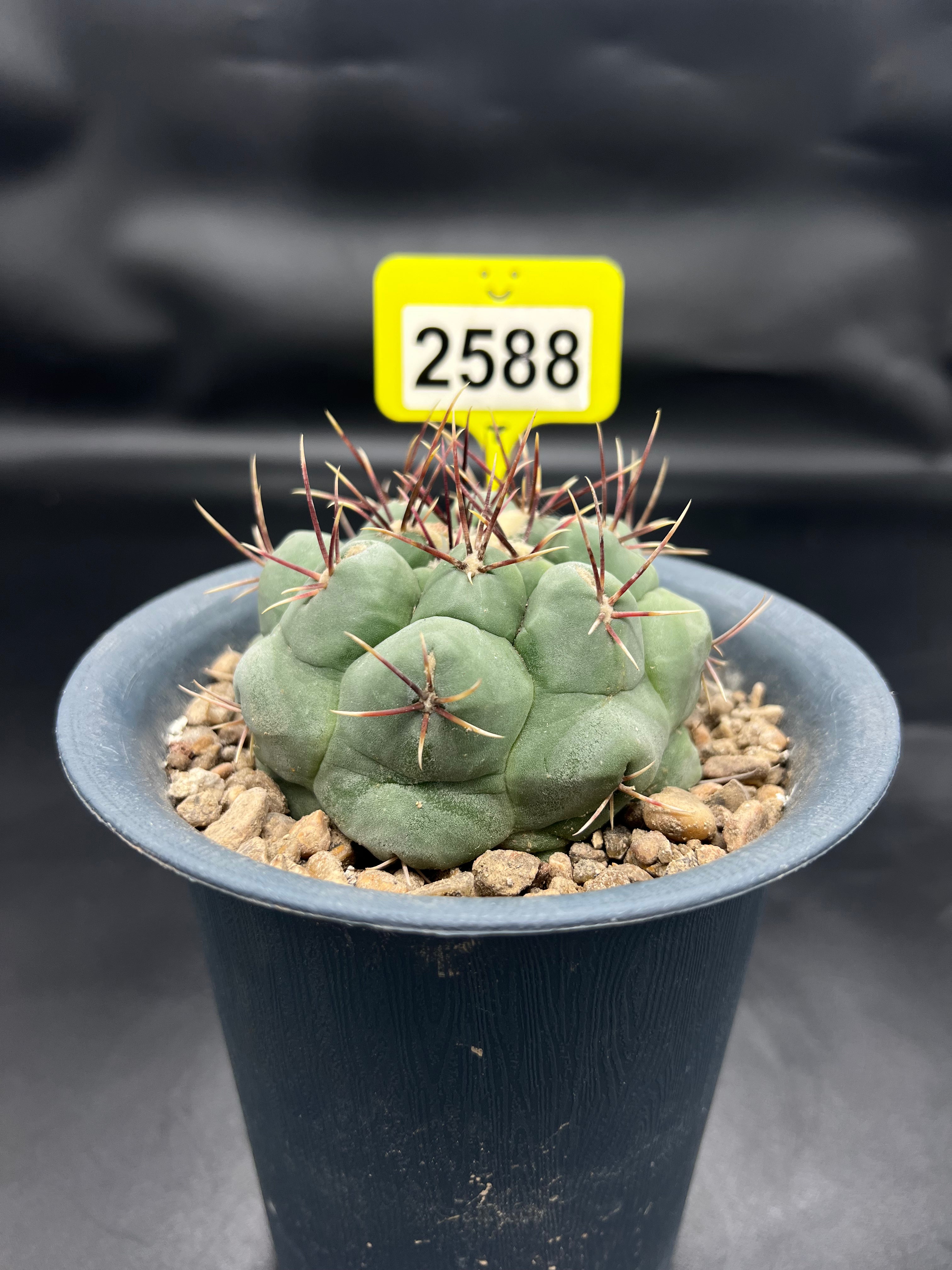 Thelocactus #2588