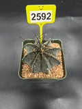 Astrophytum capricorne #2592