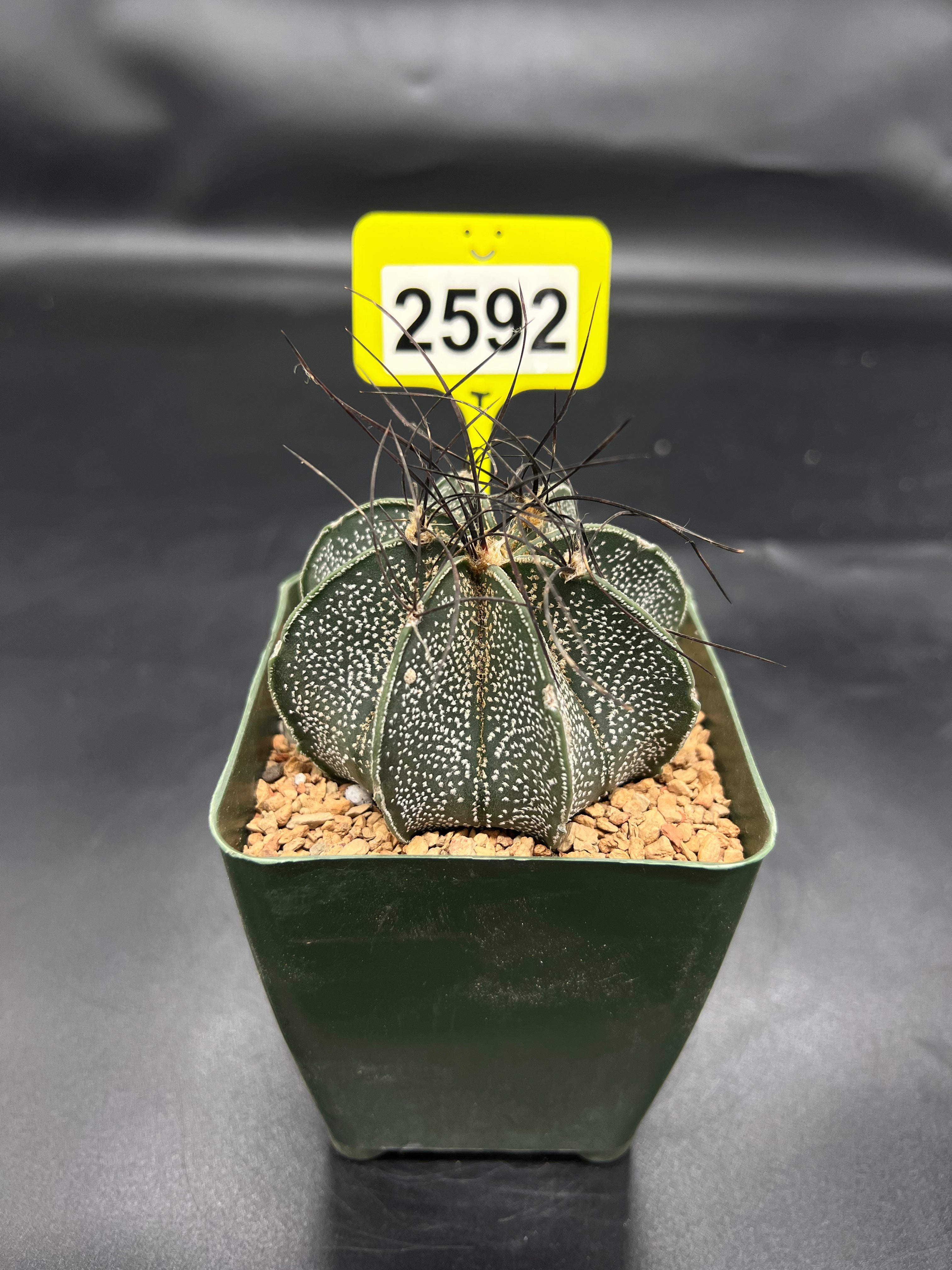 Astrophytum capricorne #2592
