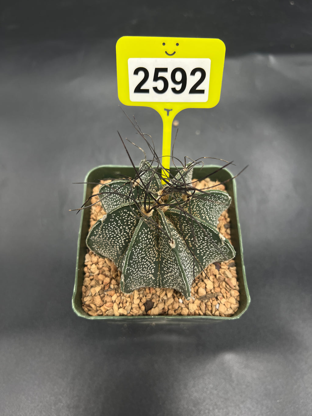 Astrophytum capricorne #2592