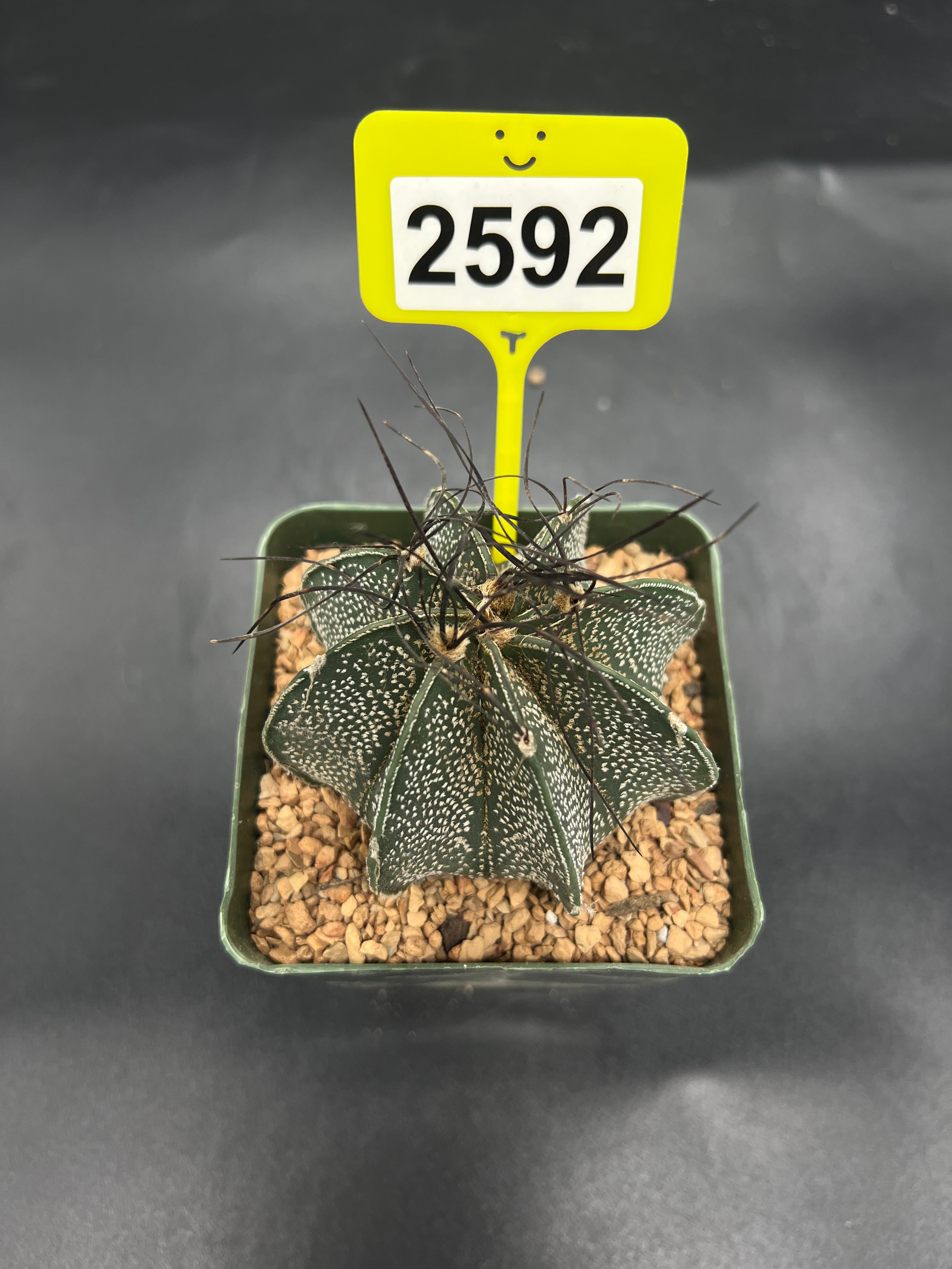 Astrophytum capricorne #2592