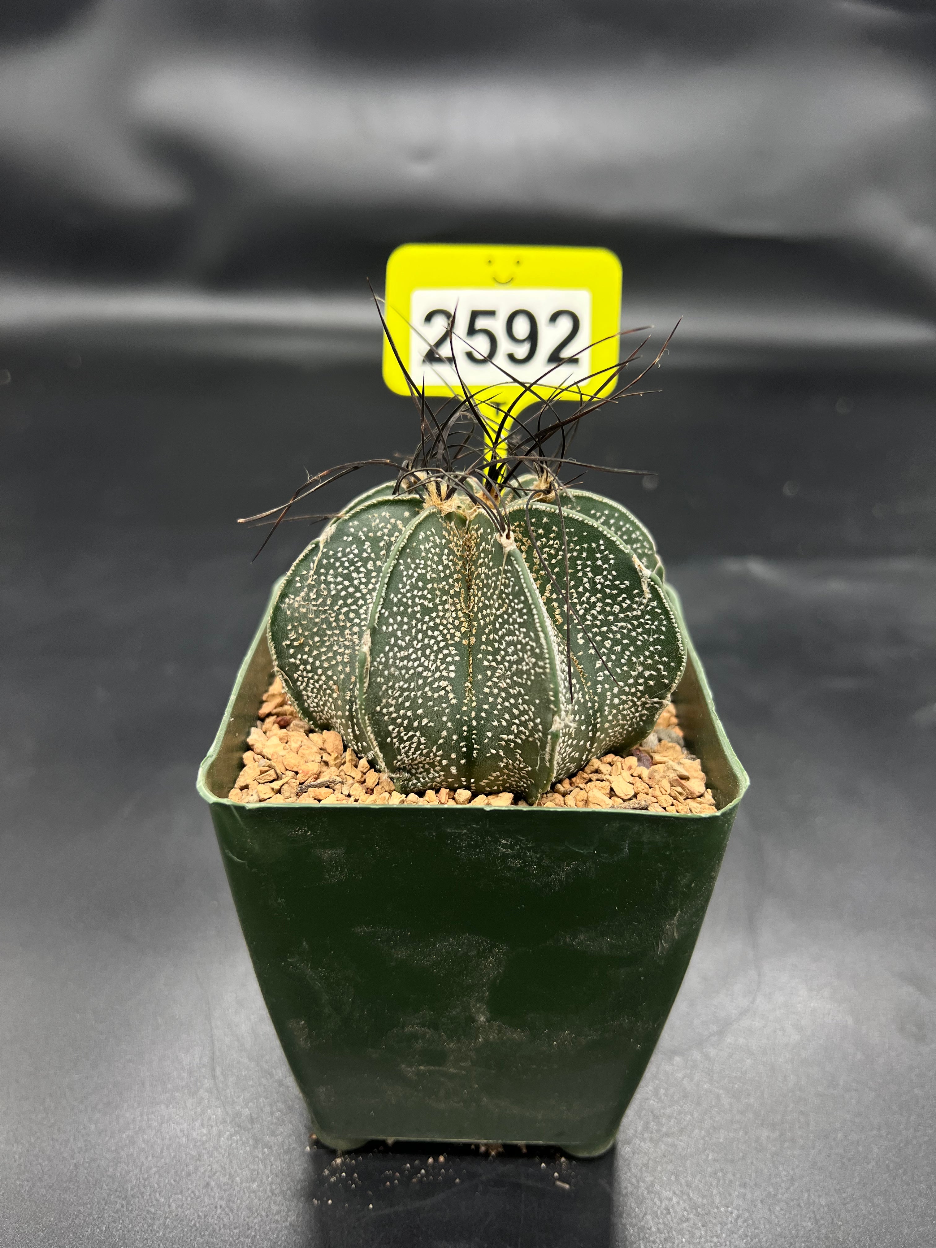 Astrophytum capricorne #2592