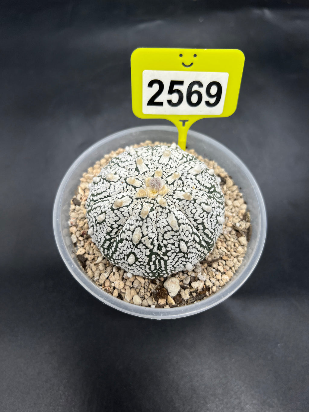 Astrophytum asterias "Super Kabuto" #2569