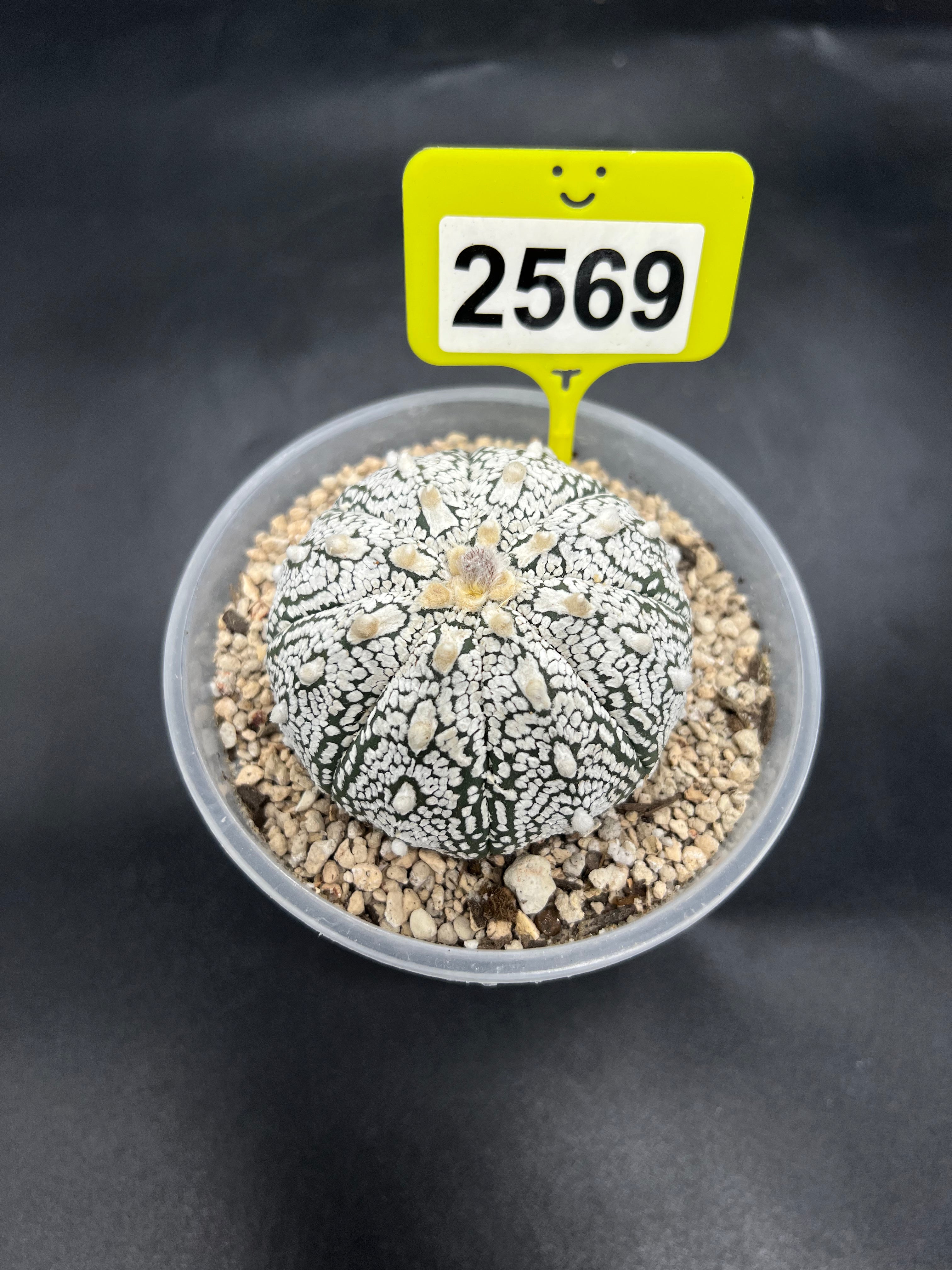 Astrophytum asterias "Super Kabuto" #2569