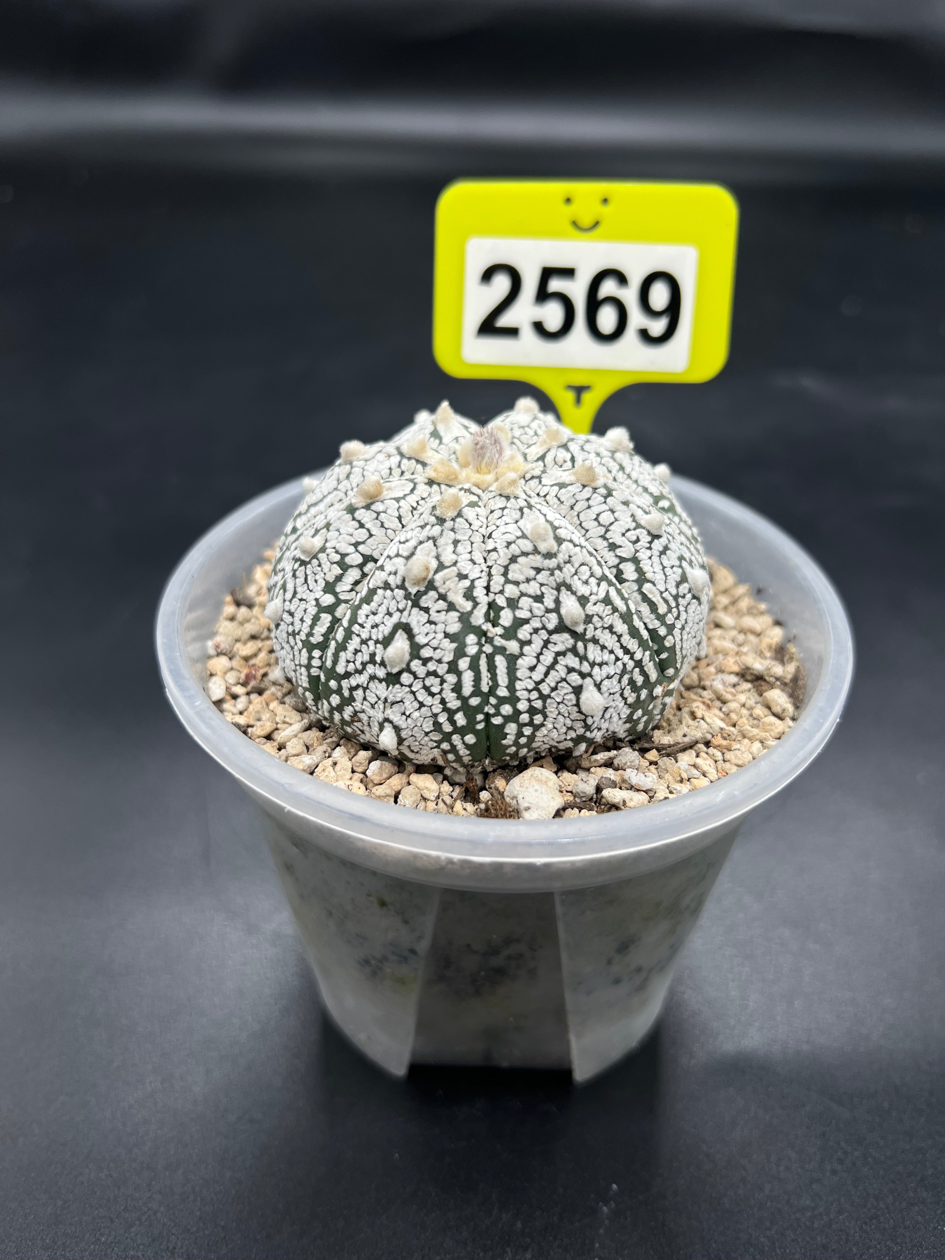 Astrophytum asterias "Super Kabuto" #2569