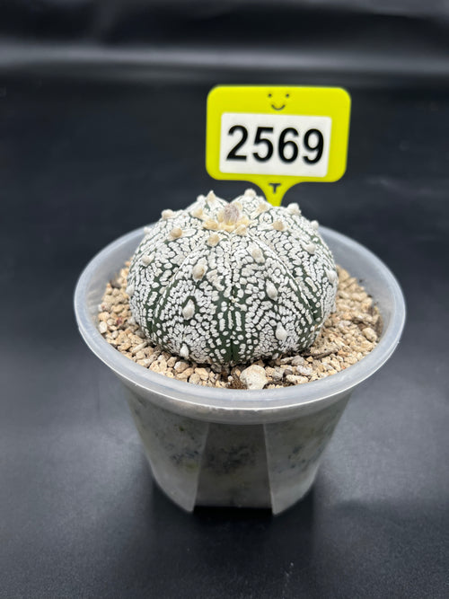 Astrophytum asterias "Super Kabuto" #2569