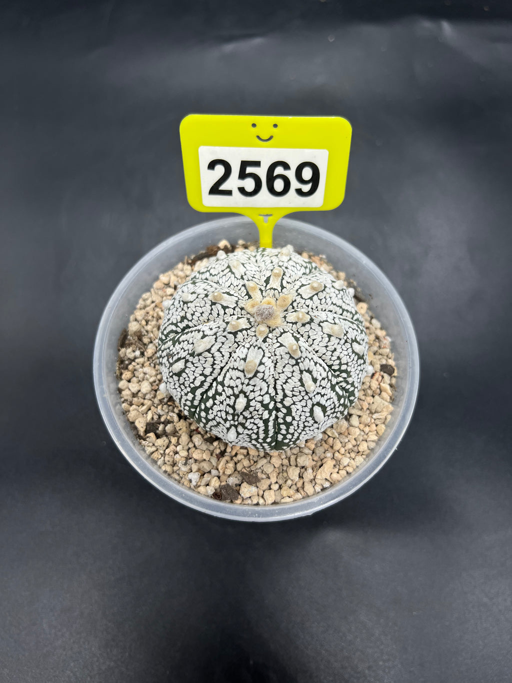 Astrophytum asterias "Super Kabuto" #2569