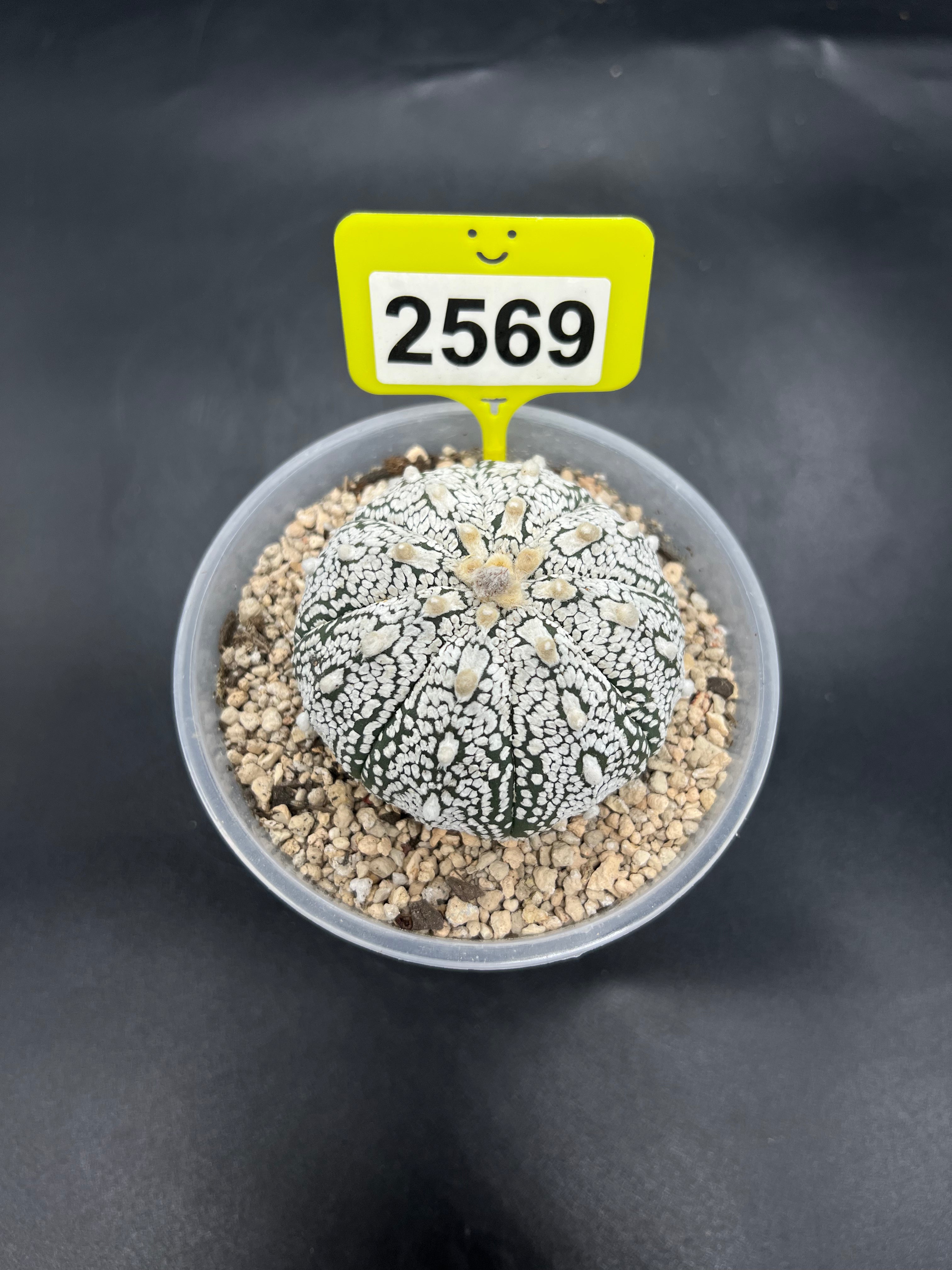 Astrophytum asterias "Super Kabuto" #2569