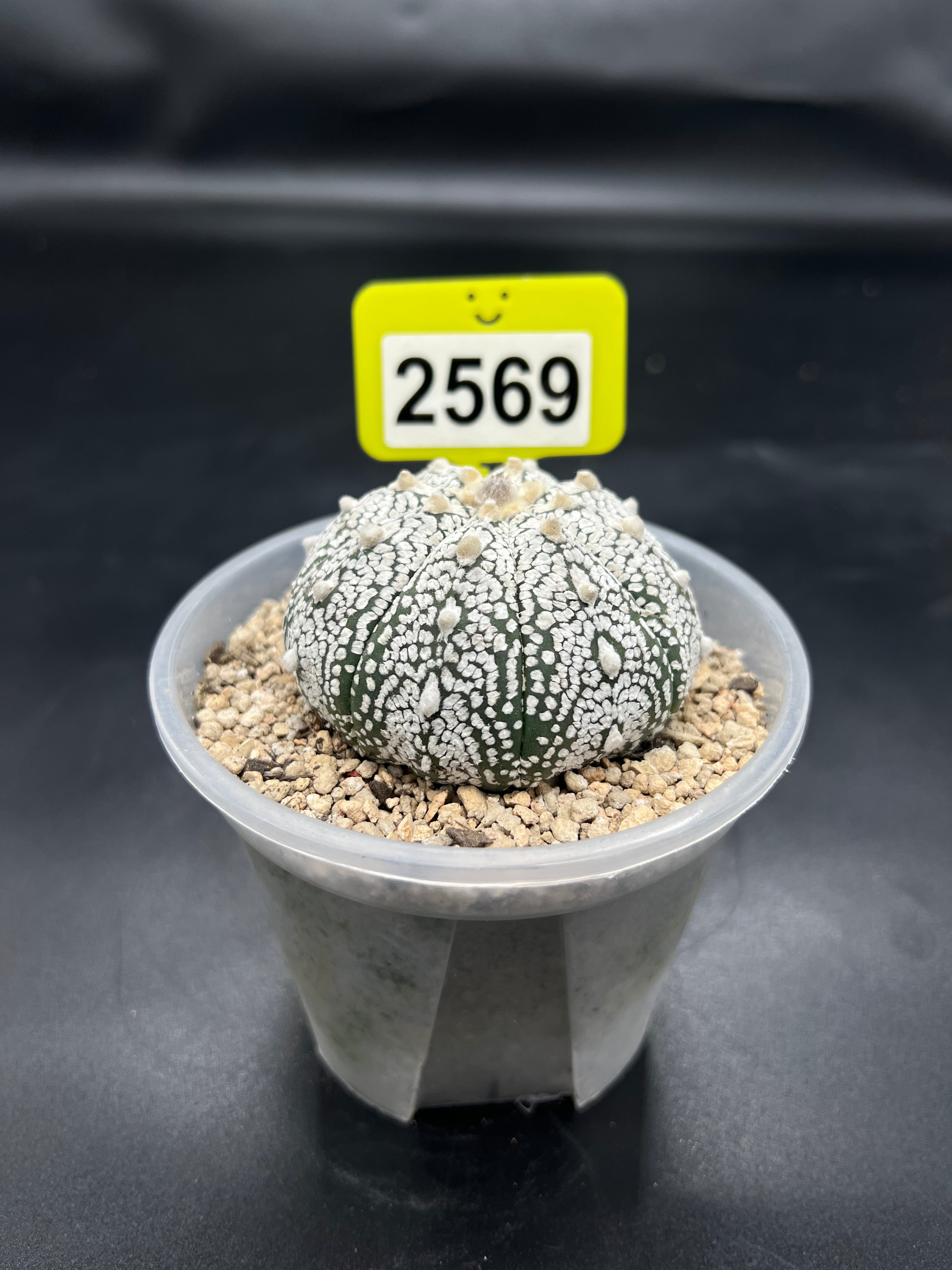 Astrophytum asterias "Super Kabuto" #2569