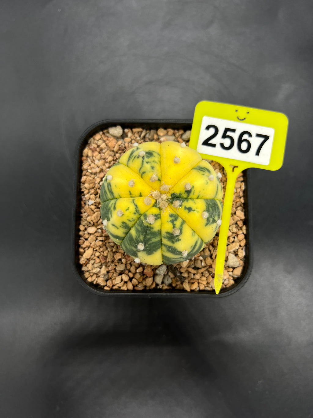 Variegated Astrophytum asterias #2567