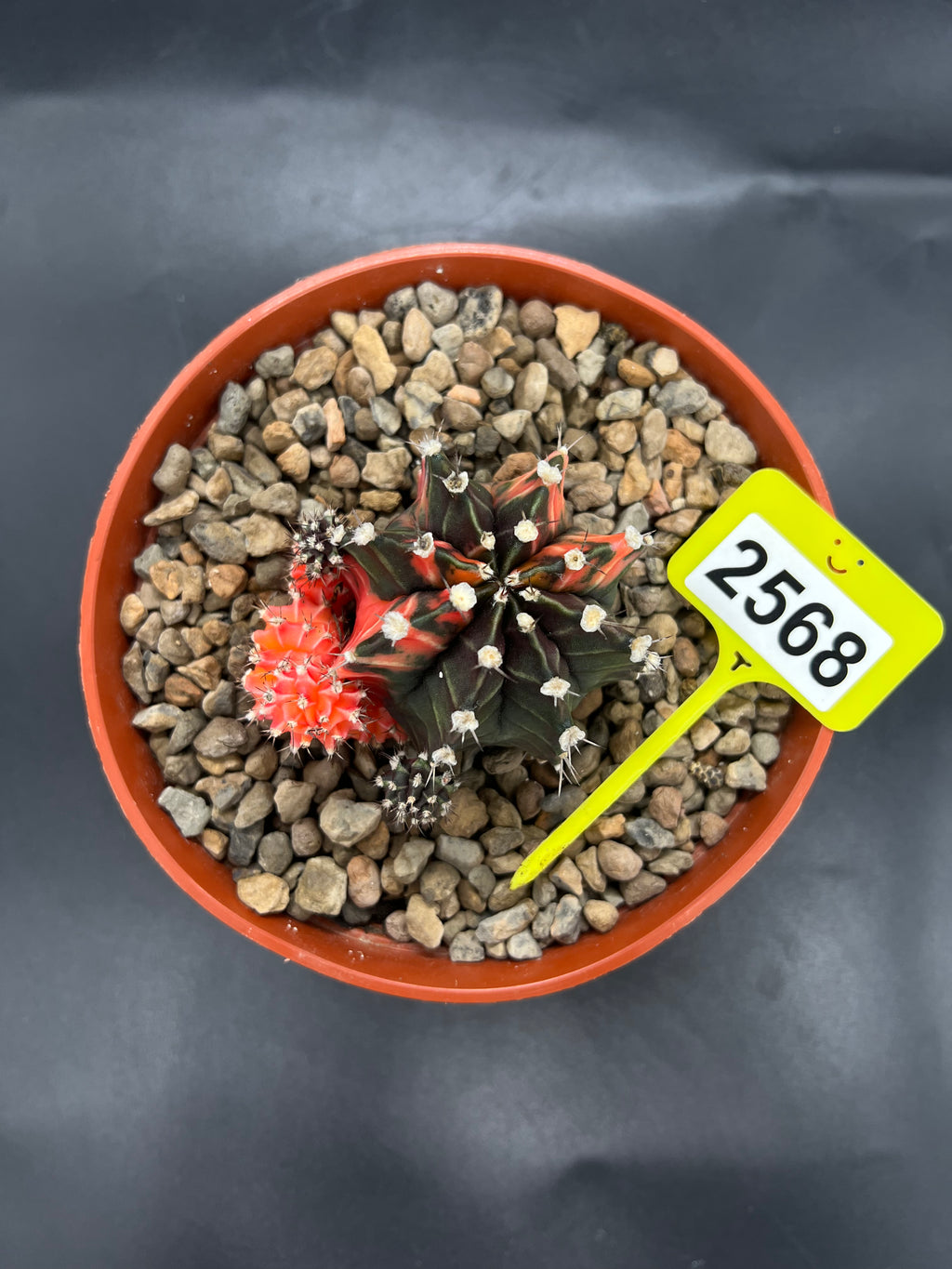 Variegated Gymnocalycium mihanovichii