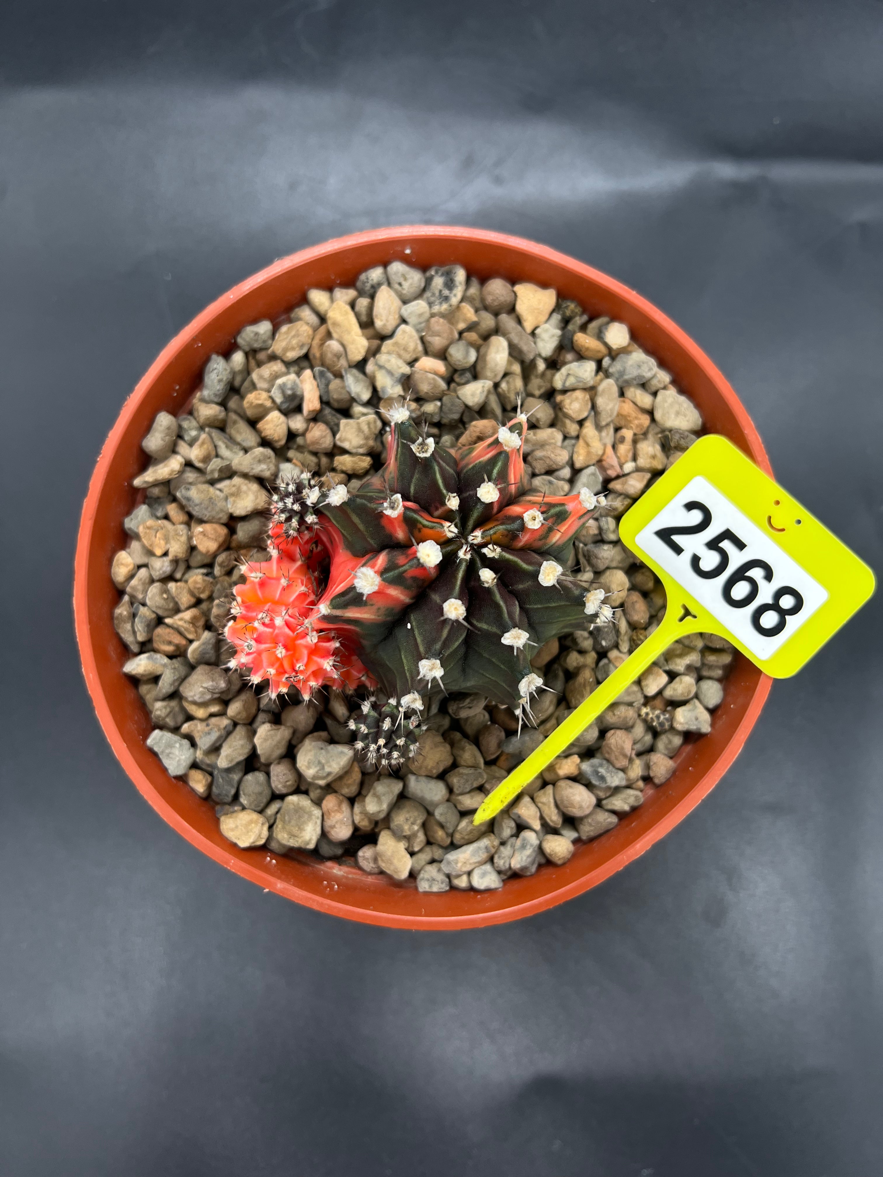 Variegated Gymnocalycium mihanovichii
