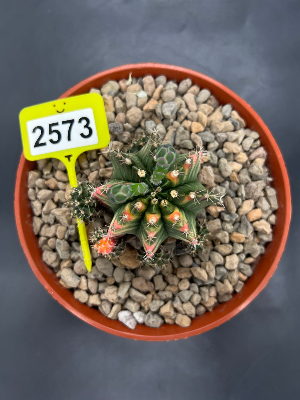 Variegated Gymnocalycium mihanovichii #2573