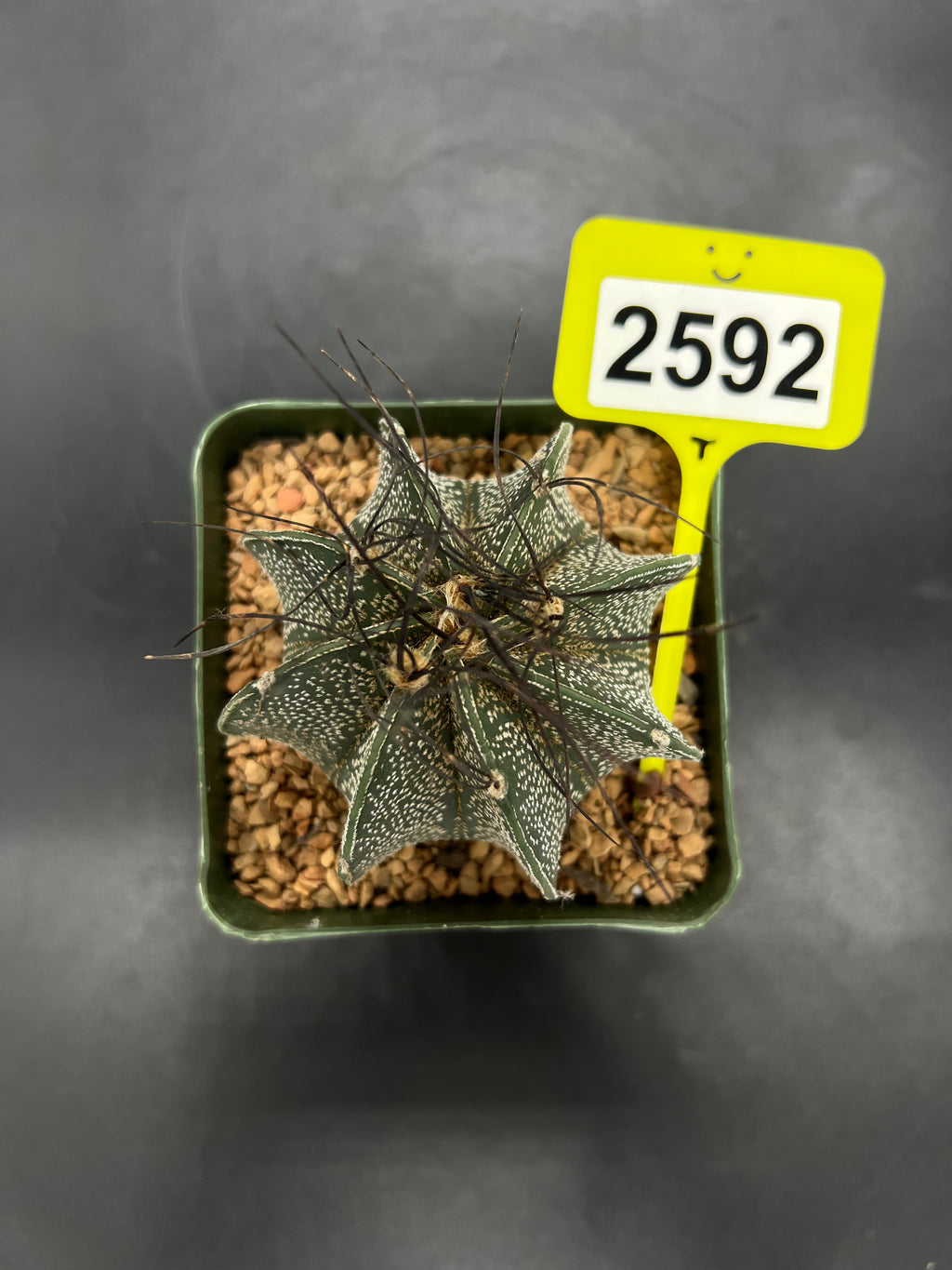 Astrophytum capricorne #2592