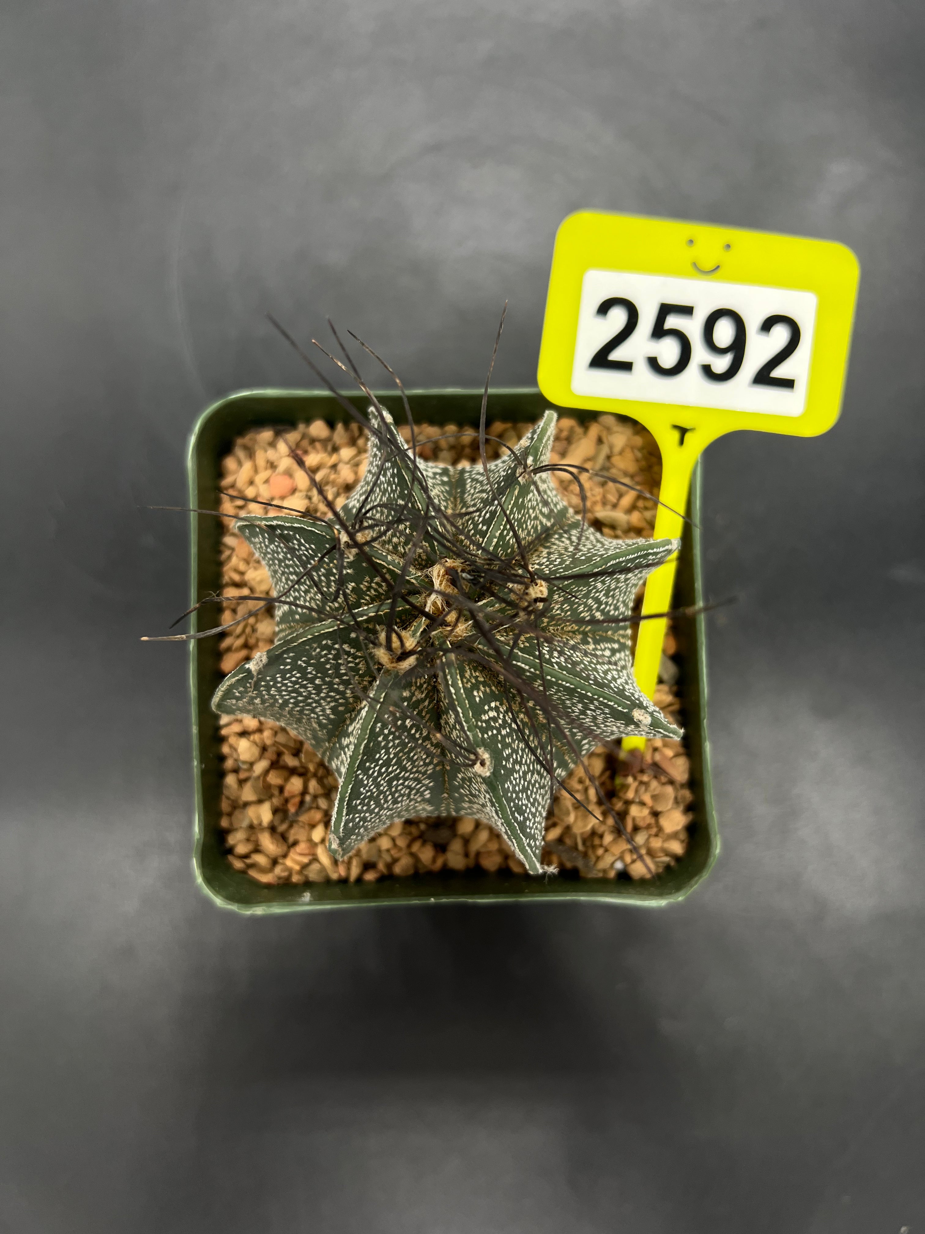 Astrophytum capricorne #2592