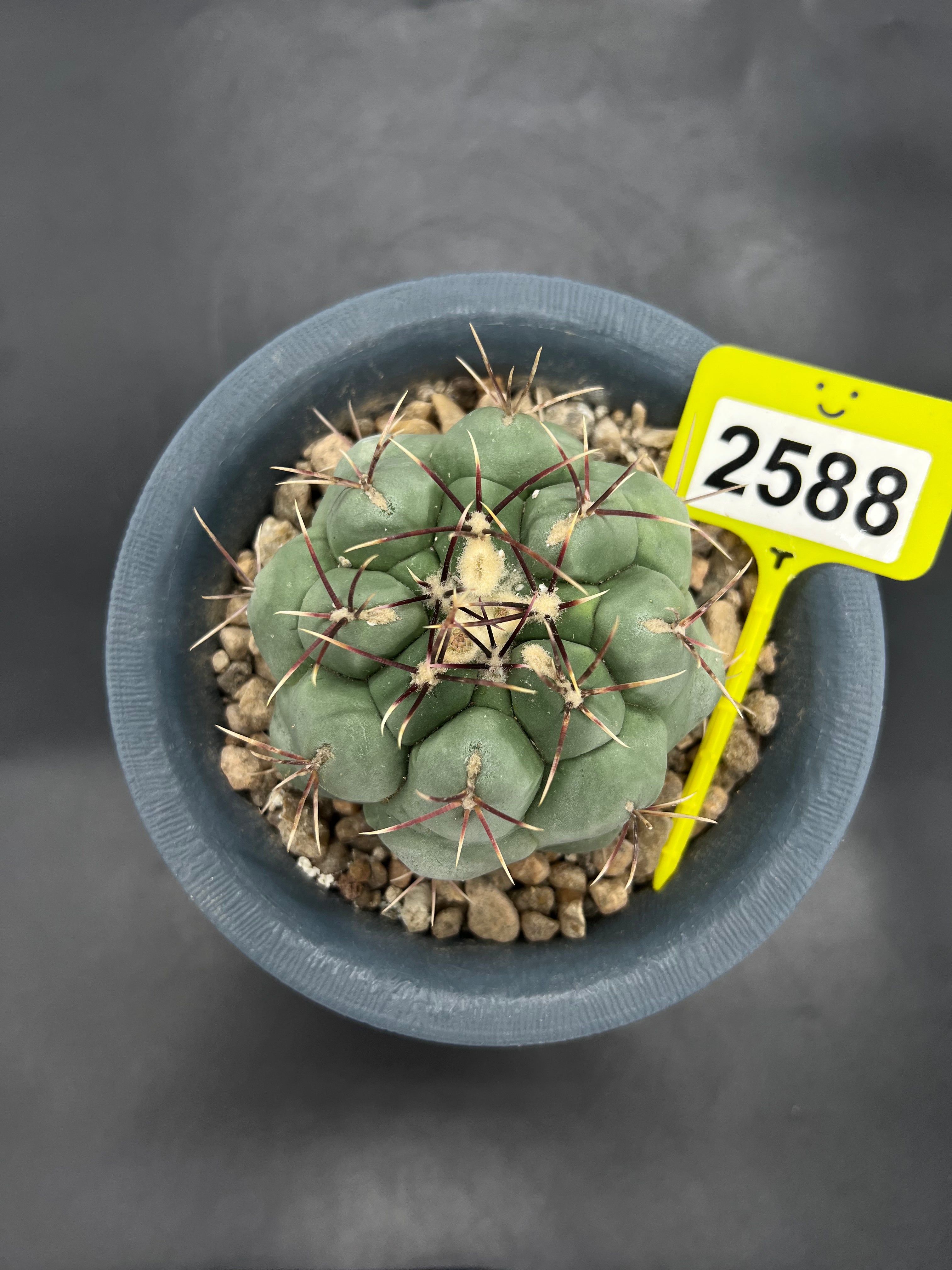 Thelocactus #2588