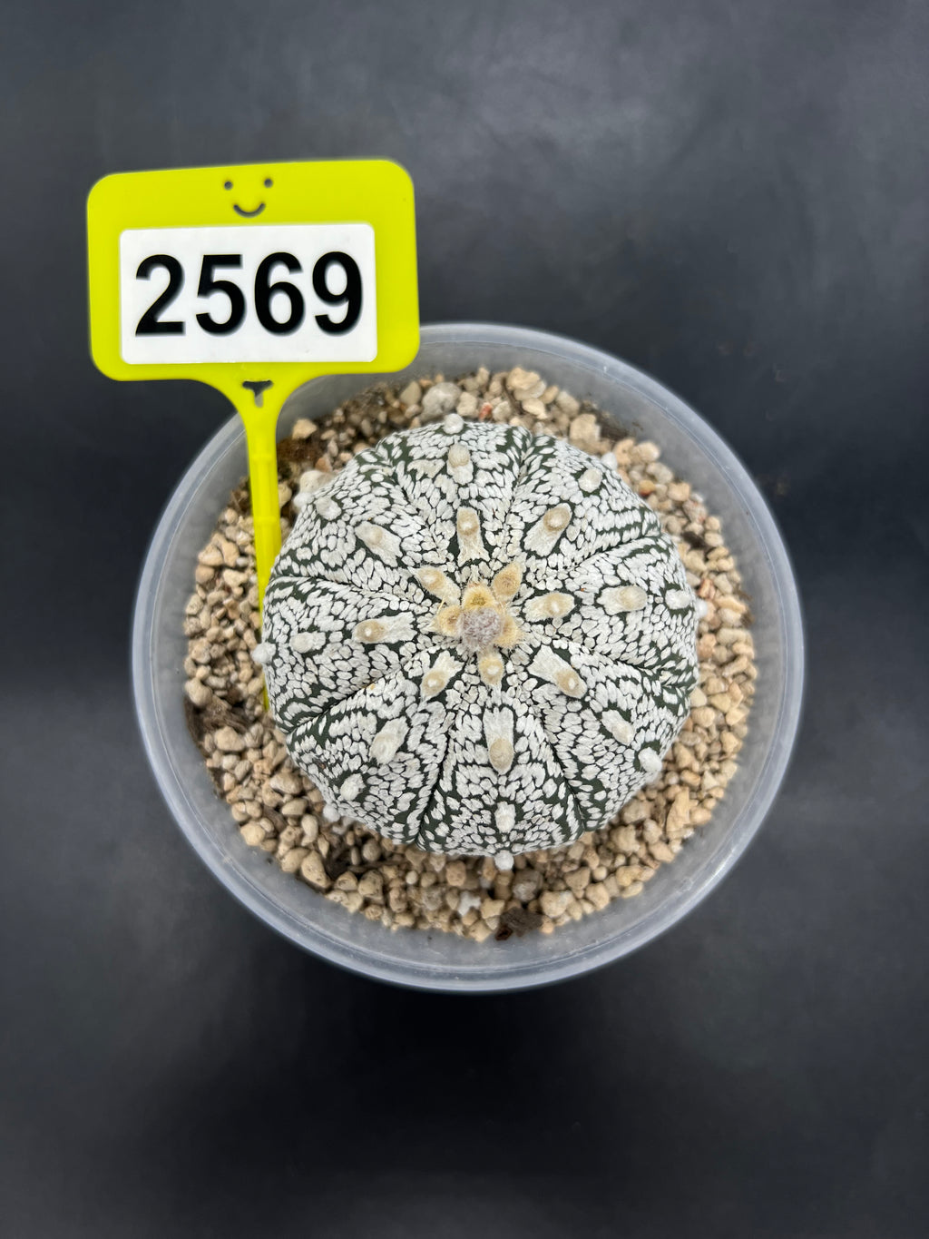 Astrophytum asterias "Super Kabuto" #2569