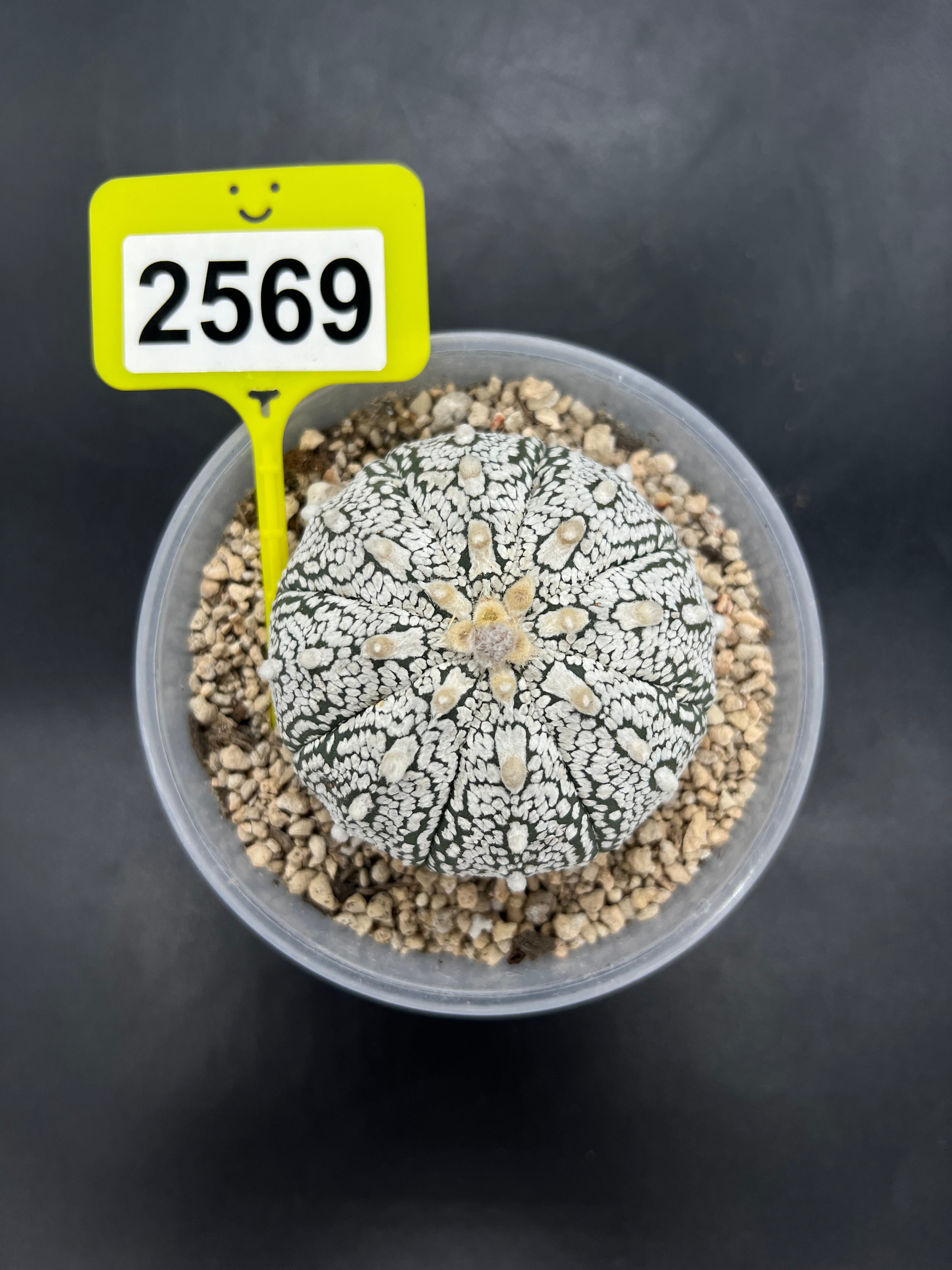 Astrophytum asterias "Super Kabuto" #2569