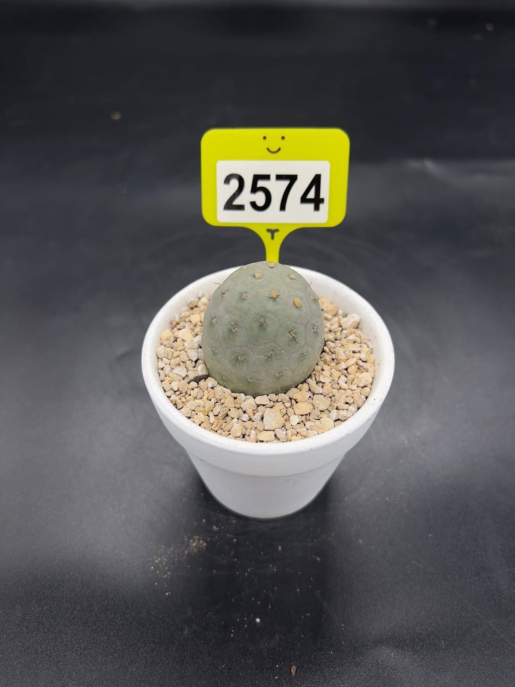 Tephrocactus geometricus #2574