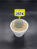 Tephrocactus geometricus #2574