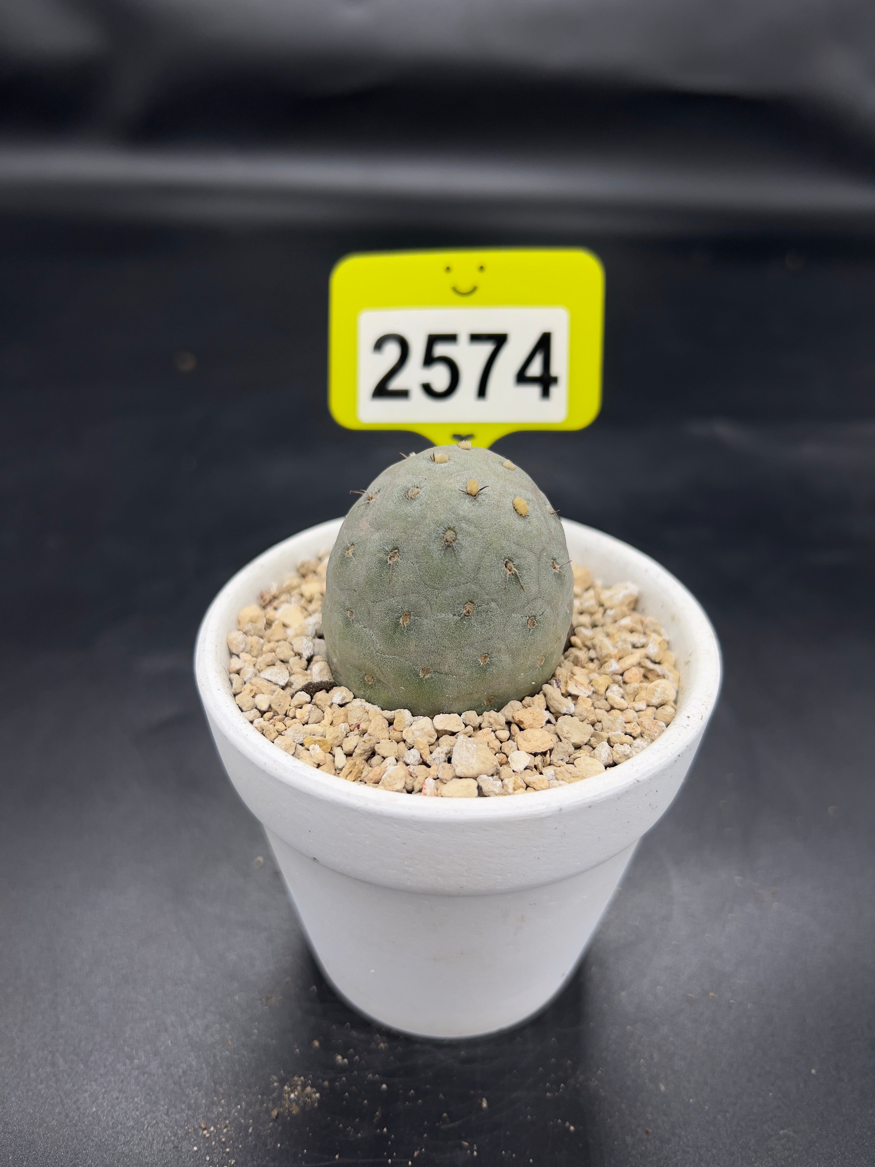 Tephrocactus geometricus #2574