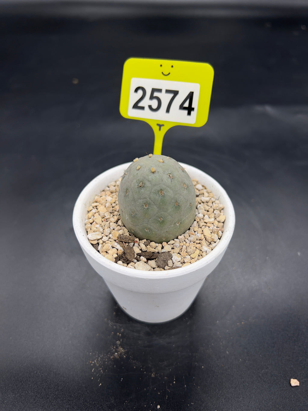 Tephrocactus geometricus #2574